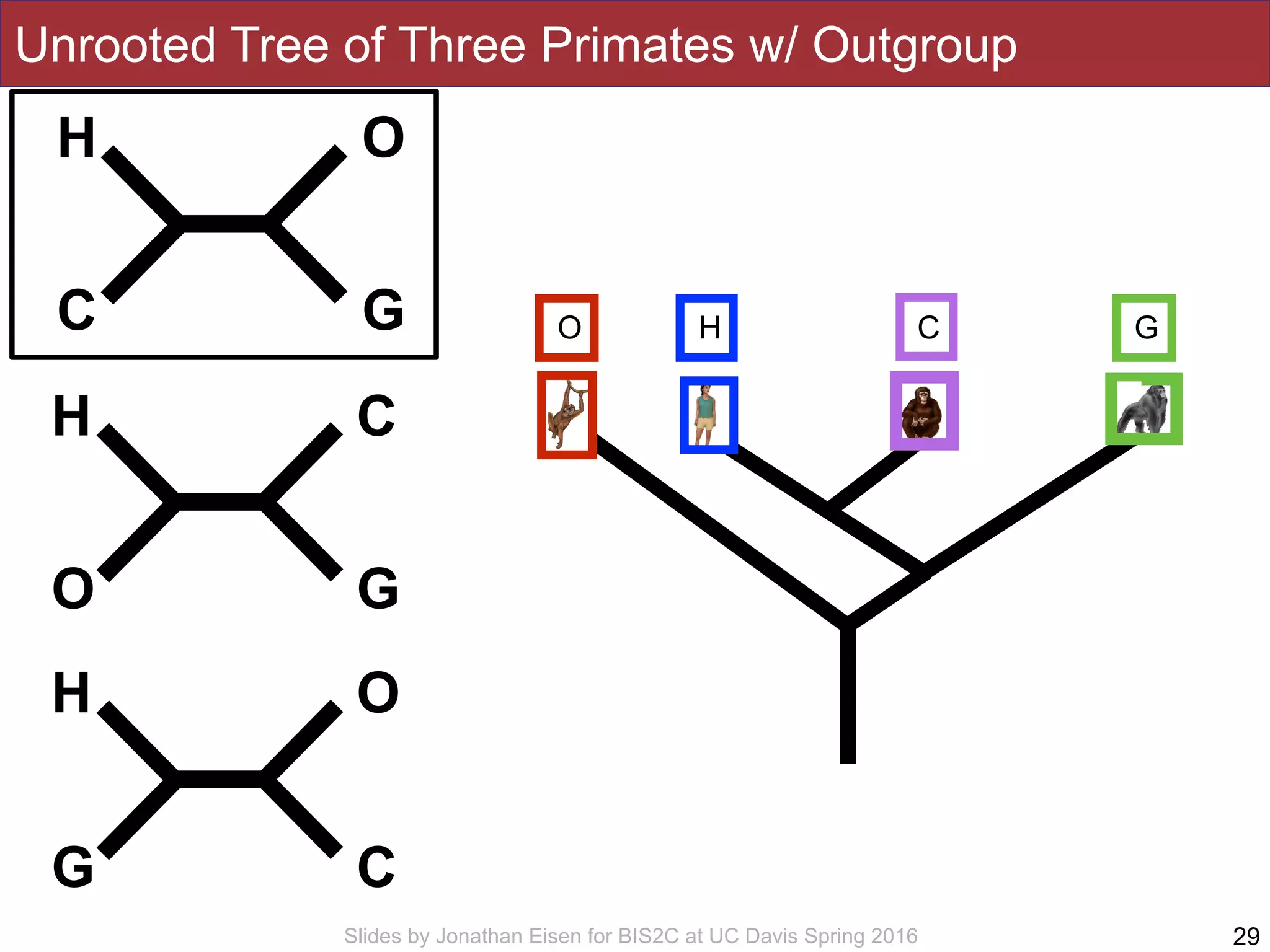 Slides by Jonathan Eisen for BIS2C at UC Davis Spring 2016
Unrooted Tree of Three Primates w/ Outgroup
29
H
C
O
G
H
O
C
G
H
G
O
C
H GCO
 