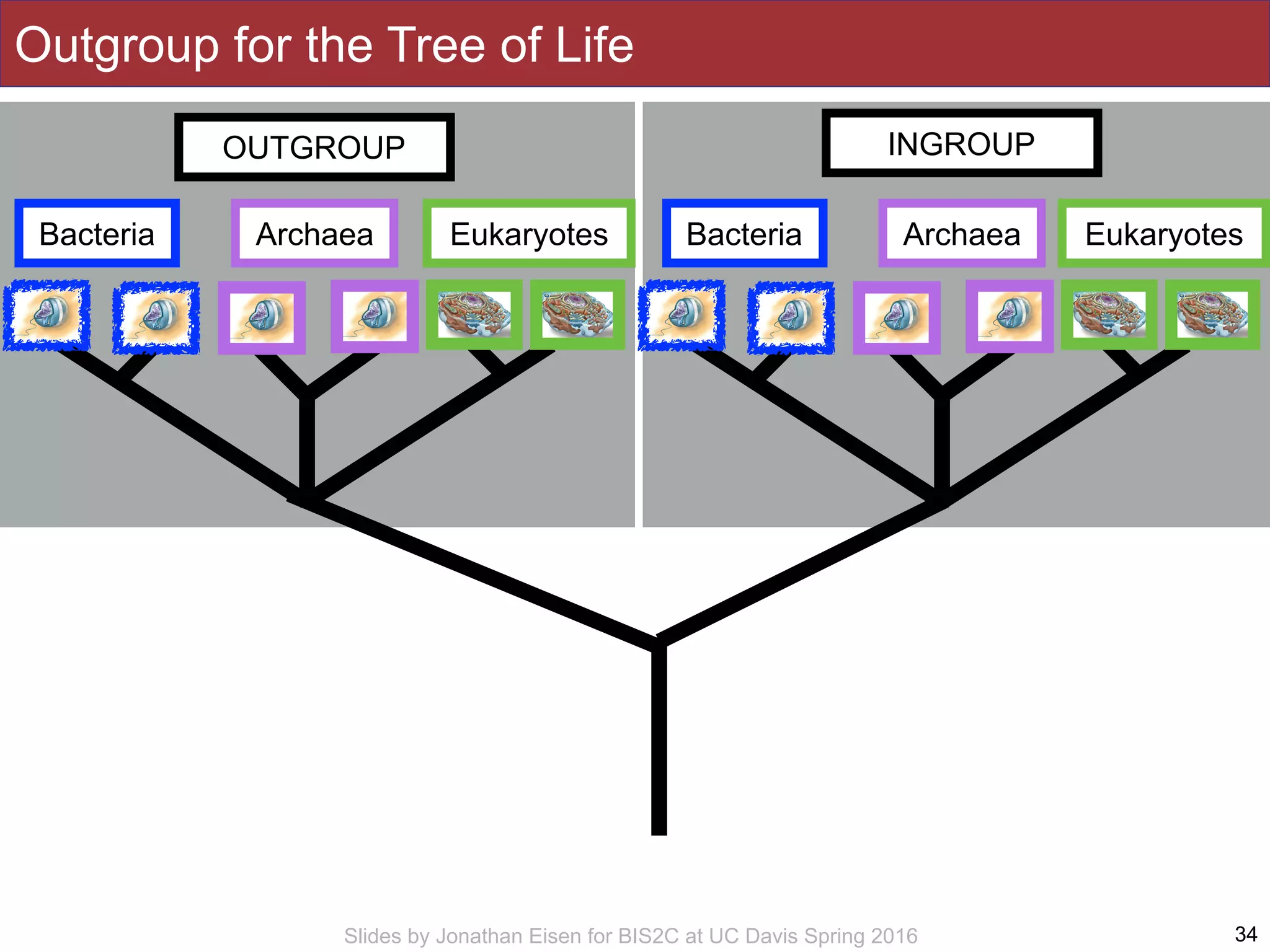 Slides by Jonathan Eisen for BIS2C at UC Davis Spring 2016 34
Outgroup for the Tree of Life
Bacteria Archaea Eukaryotes
INGROUP
Bacteria Archaea Eukaryotes
OUTGROUP
 
