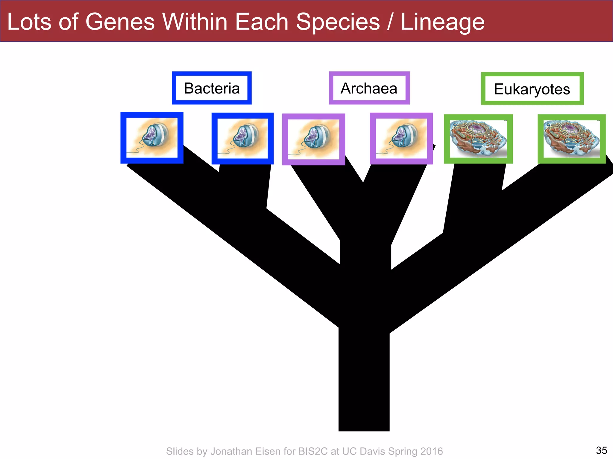Slides by Jonathan Eisen for BIS2C at UC Davis Spring 2016 35
Bacteria Archaea Eukaryotes
Lots of Genes Within Each Species / Lineage
 