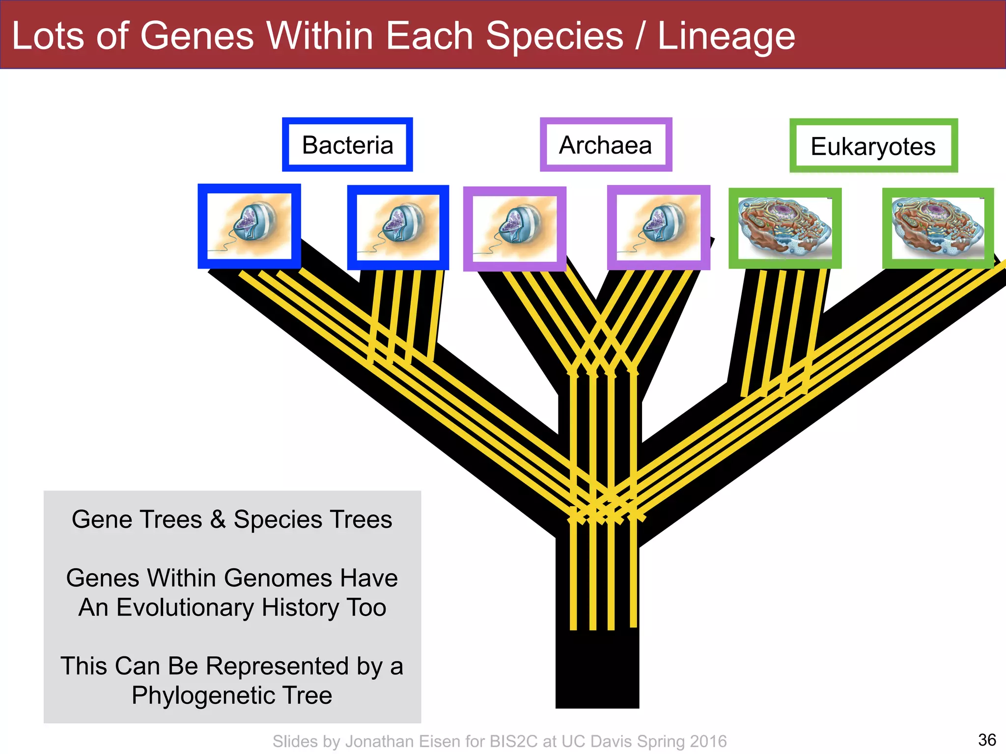 Slides by Jonathan Eisen for BIS2C at UC Davis Spring 2016 36
Bacteria Archaea Eukaryotes
Lots of Genes Within Each Species / Lineage
Gene Trees & Species Trees
Genes Within Genomes Have
An Evolutionary History Too
This Can Be Represented by a
Phylogenetic Tree
 