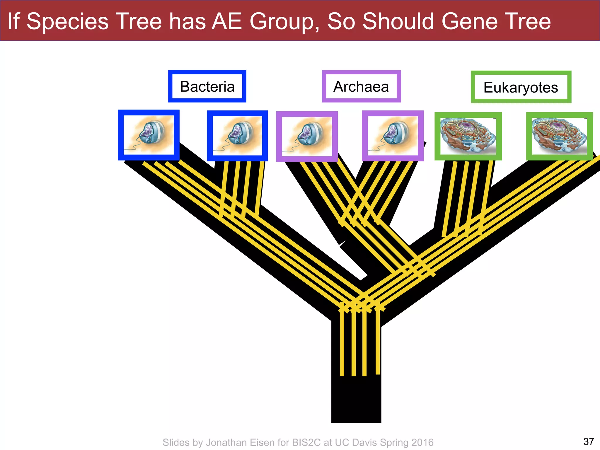 Slides by Jonathan Eisen for BIS2C at UC Davis Spring 2016 37
Bacteria Archaea Eukaryotes
If Species Tree has AE Group, So Should Gene Tree
 