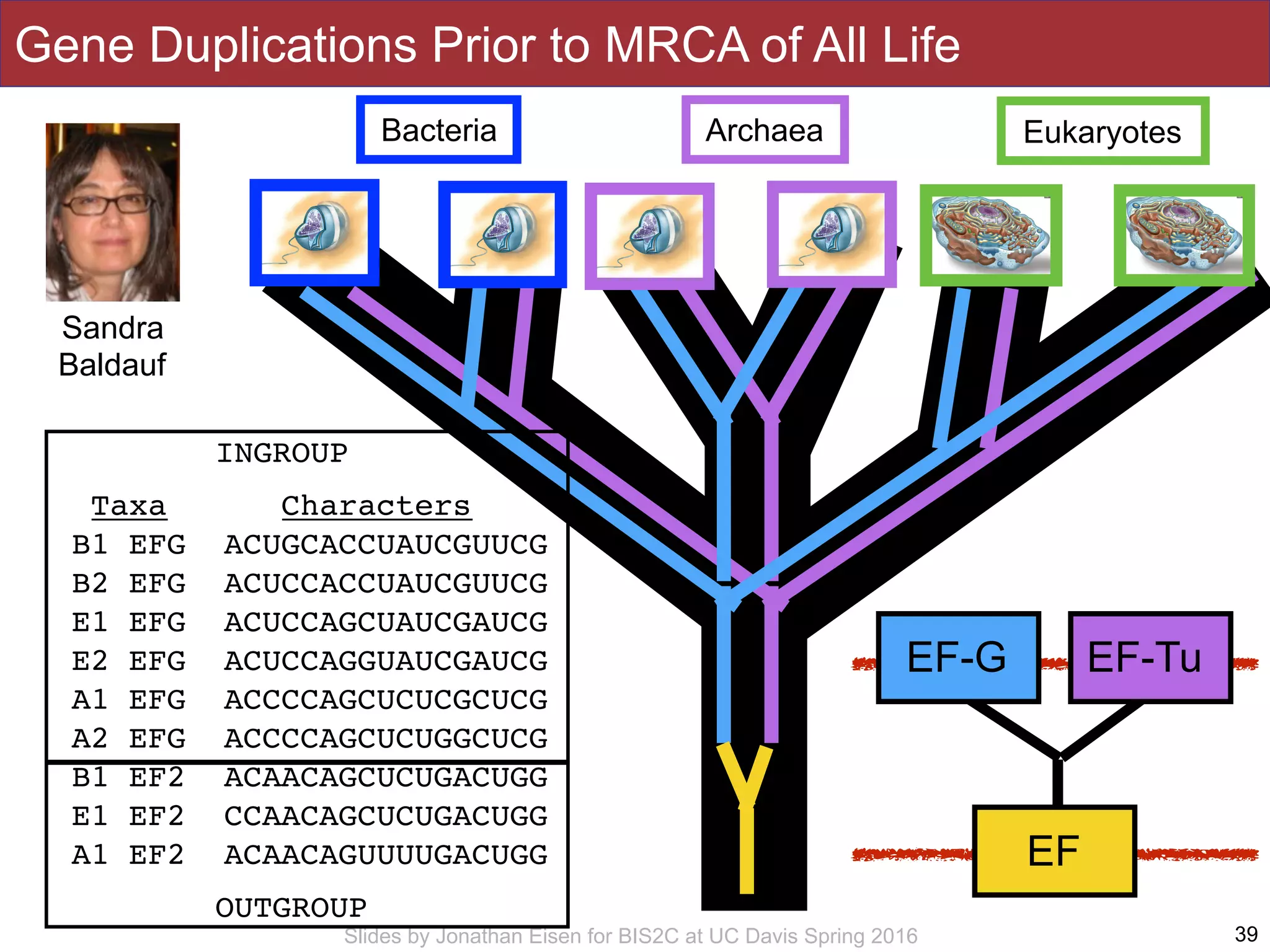 Slides by Jonathan Eisen for BIS2C at UC Davis Spring 2016 39
Bacteria Archaea Eukaryotes
EF
EF-G EF-Tu
Taxa Characters
B1 EFG ACUGCACCUAUCGUUCG
B2 EFG ACUCCACCUAUCGUUCG
E1 EFG ACUCCAGCUAUCGAUCG
E2 EFG ACUCCAGGUAUCGAUCG
A1 EFG ACCCCAGCUCUCGCUCG
A2 EFG ACCCCAGCUCUGGCUCG
B1 EF2 ACAACAGCUCUGACUGG
E1 EF2 CCAACAGCUCUGACUGG
A1 EF2 ACAACAGUUUUGACUGG
INGROUP
OUTGROUP
Gene Duplications Prior to MRCA of All Life
Sandra
Baldauf
 