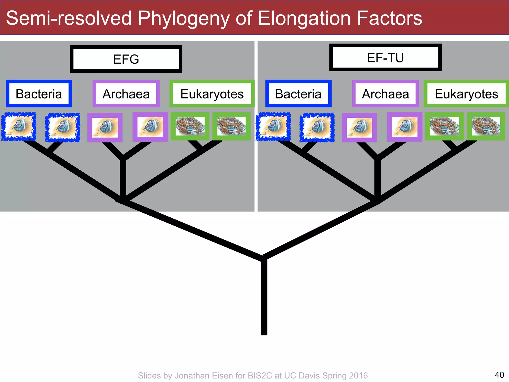 Slides by Jonathan Eisen for BIS2C at UC Davis Spring 2016 40
Semi-resolved Phylogeny of Elongation Factors
Bacteria Archaea Eukaryotes
EF-TU
Bacteria Archaea Eukaryotes
EFG
 