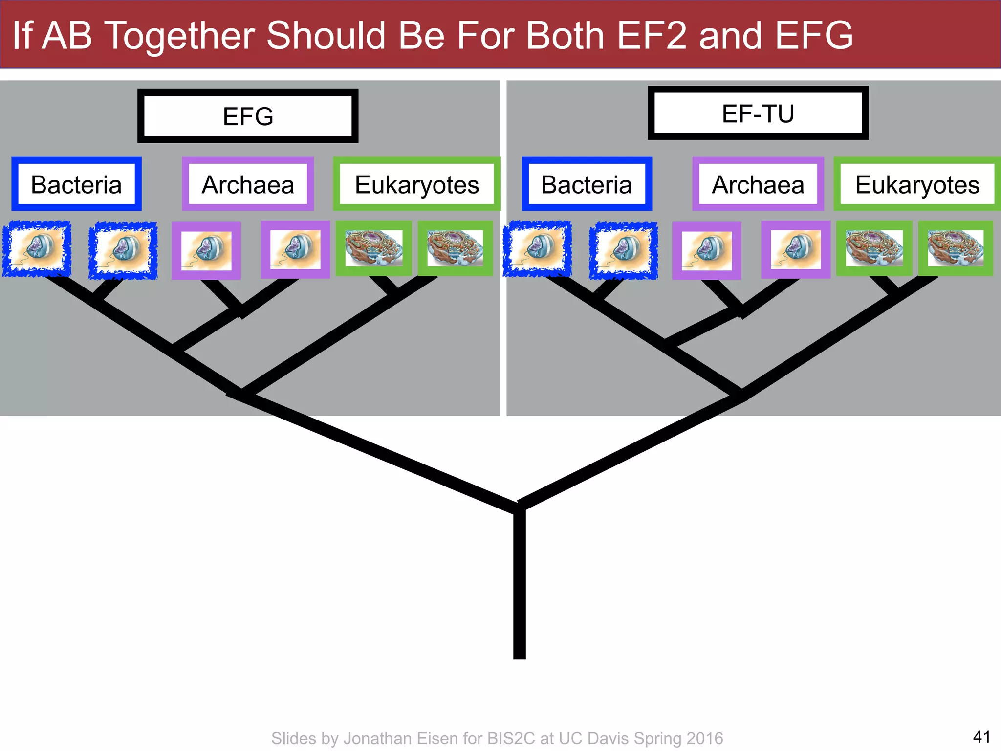 Slides by Jonathan Eisen for BIS2C at UC Davis Spring 2016 41
If AB Together Should Be For Both EF2 and EFG
Bacteria Archaea Eukaryotes
EF-TU
Bacteria Archaea Eukaryotes
EFG
 