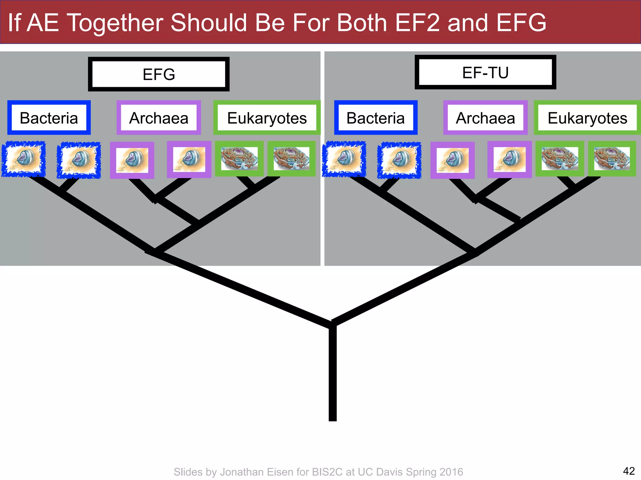Slides by Jonathan Eisen for BIS2C at UC Davis Spring 2016 42
If AE Together Should Be For Both EF2 and EFG
Bacteria Archaea Eukaryotes
EF-TU
Bacteria Archaea Eukaryotes
EFG
 