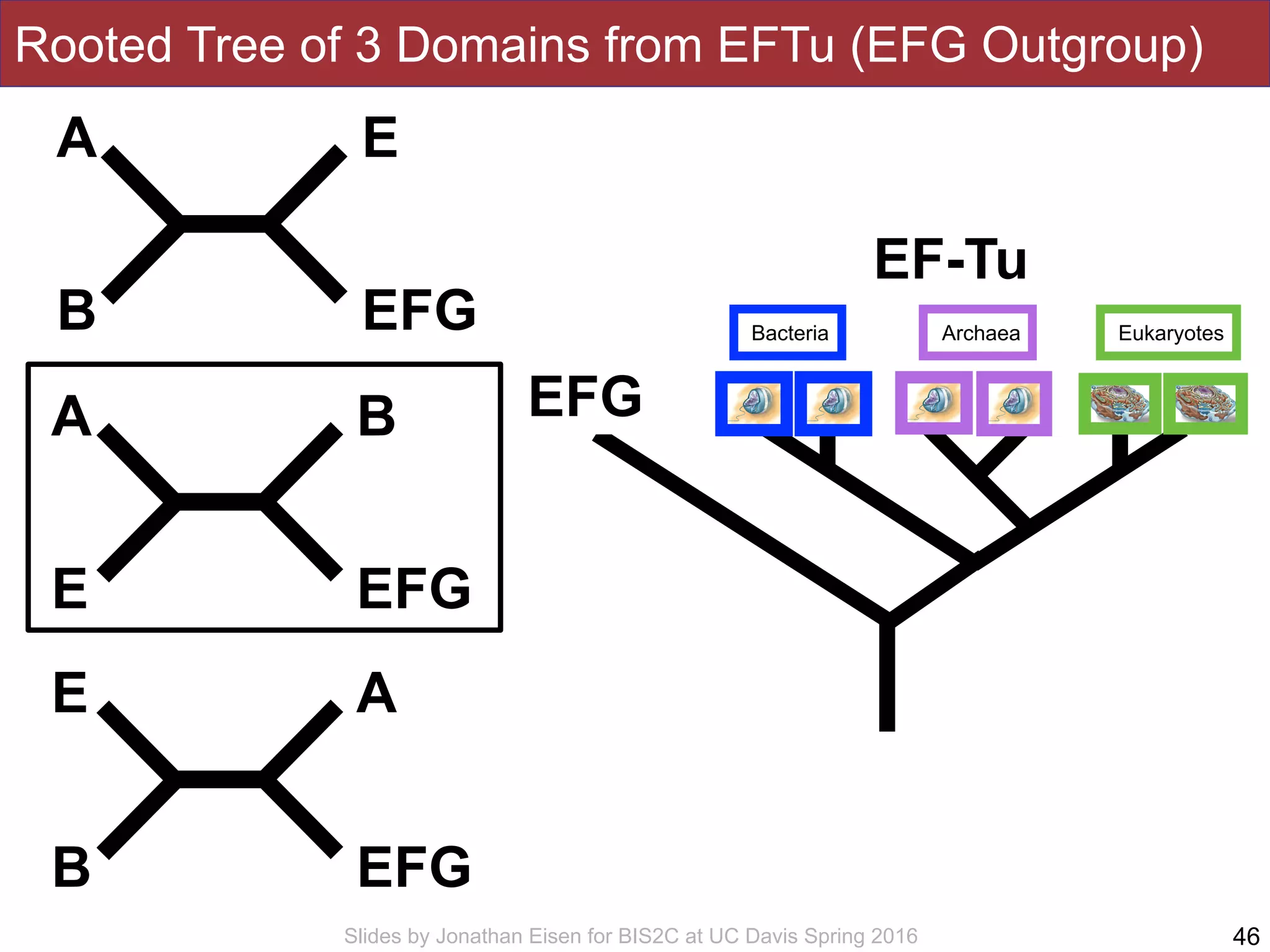 Slides by Jonathan Eisen for BIS2C at UC Davis Spring 2016 46
A
B
E
EFG
A
E
B
EFG
E
B
A
EFG
EFG
Rooted Tree of 3 Domains from EFTu (EFG Outgroup)
Bacteria Archaea Eukaryotes
EF-Tu
 
