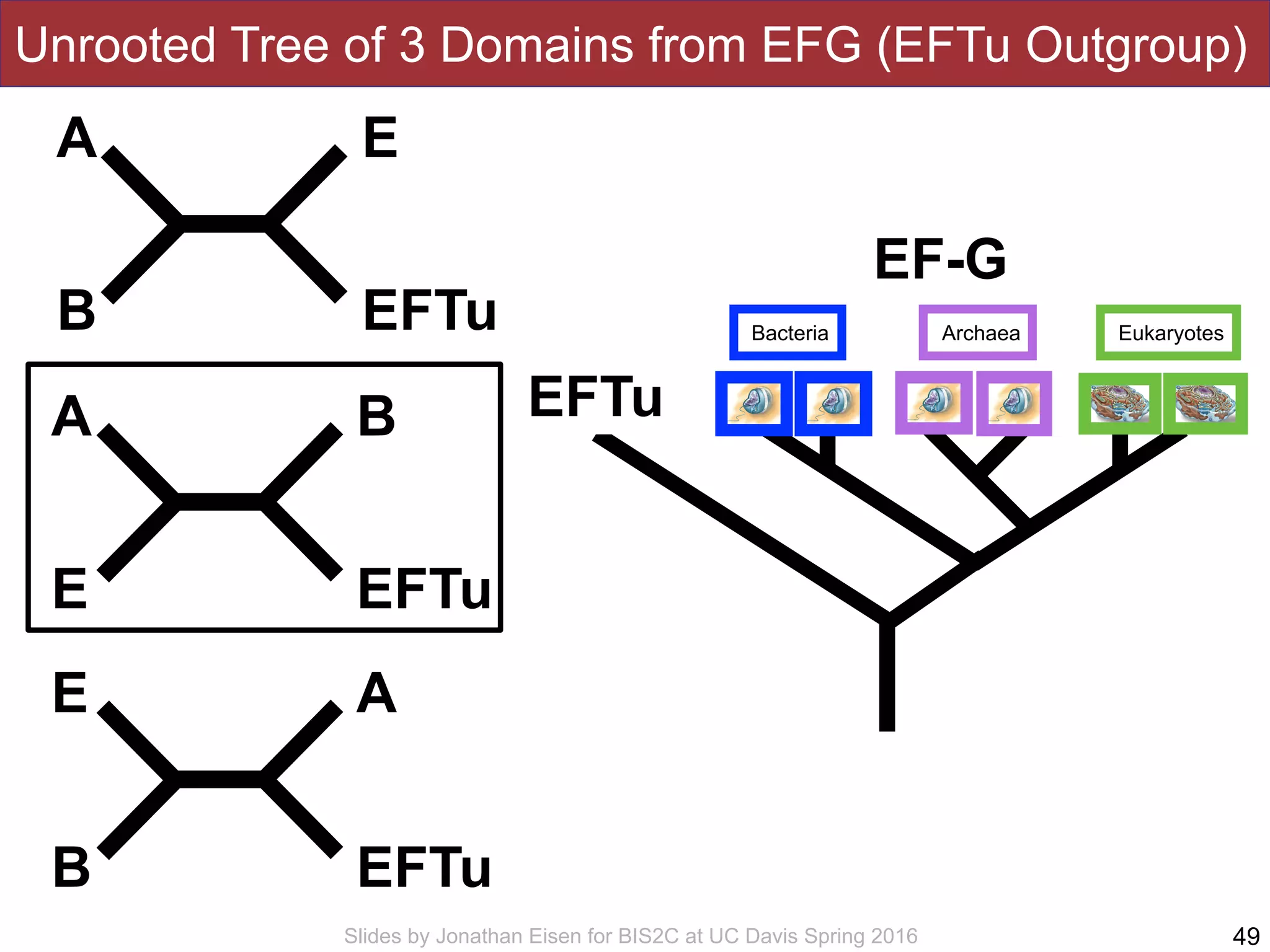 Slides by Jonathan Eisen for BIS2C at UC Davis Spring 2016
Unrooted Tree of 3 Domains from EFG (EFTu Outgroup)
49
A
B
E
EFTu
A
E
B
EFTu
E
B
A
EFTu
EFTu
Bacteria Archaea Eukaryotes
EF-G
 