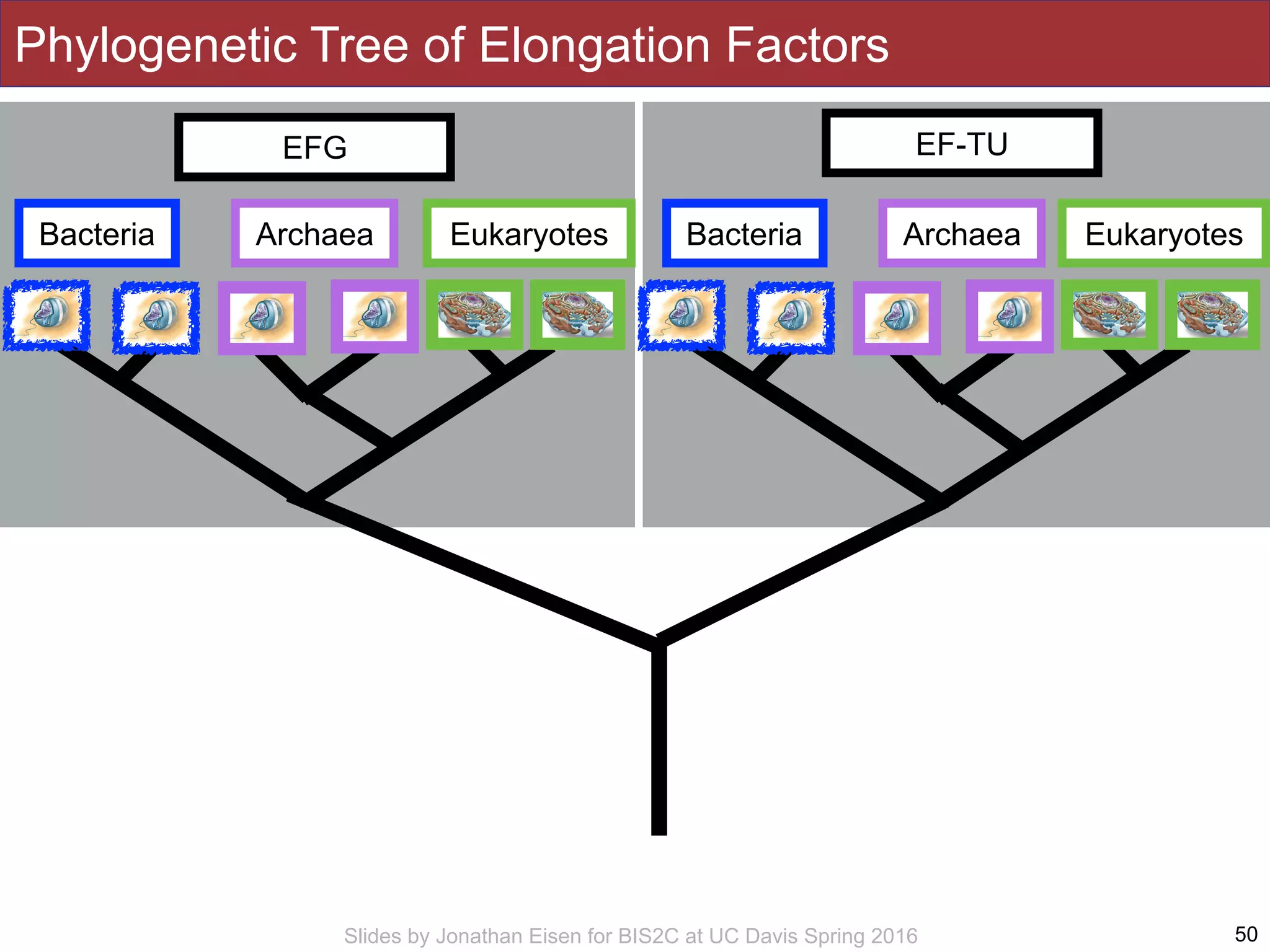 Slides by Jonathan Eisen for BIS2C at UC Davis Spring 2016 50
Phylogenetic Tree of Elongation Factors
Bacteria Archaea Eukaryotes
EF-TU
Bacteria Archaea Eukaryotes
EFG
 