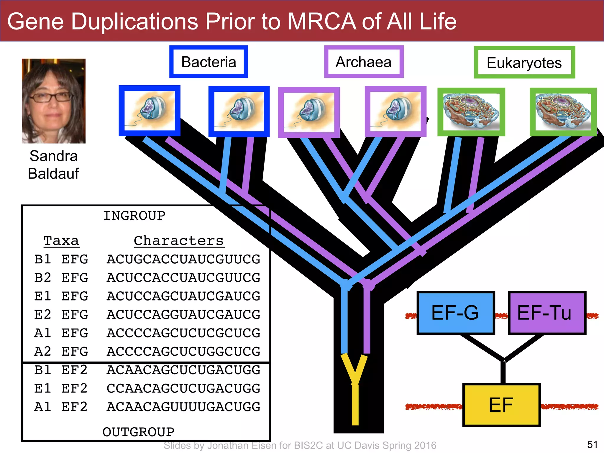 Slides by Jonathan Eisen for BIS2C at UC Davis Spring 2016 51
Bacteria Archaea Eukaryotes
EF
EF-G EF-Tu
Taxa Characters
B1 EFG ACUGCACCUAUCGUUCG
B2 EFG ACUCCACCUAUCGUUCG
E1 EFG ACUCCAGCUAUCGAUCG
E2 EFG ACUCCAGGUAUCGAUCG
A1 EFG ACCCCAGCUCUCGCUCG
A2 EFG ACCCCAGCUCUGGCUCG
B1 EF2 ACAACAGCUCUGACUGG
E1 EF2 CCAACAGCUCUGACUGG
A1 EF2 ACAACAGUUUUGACUGG
INGROUP
OUTGROUP
Gene Duplications Prior to MRCA of All Life
Sandra
Baldauf
 