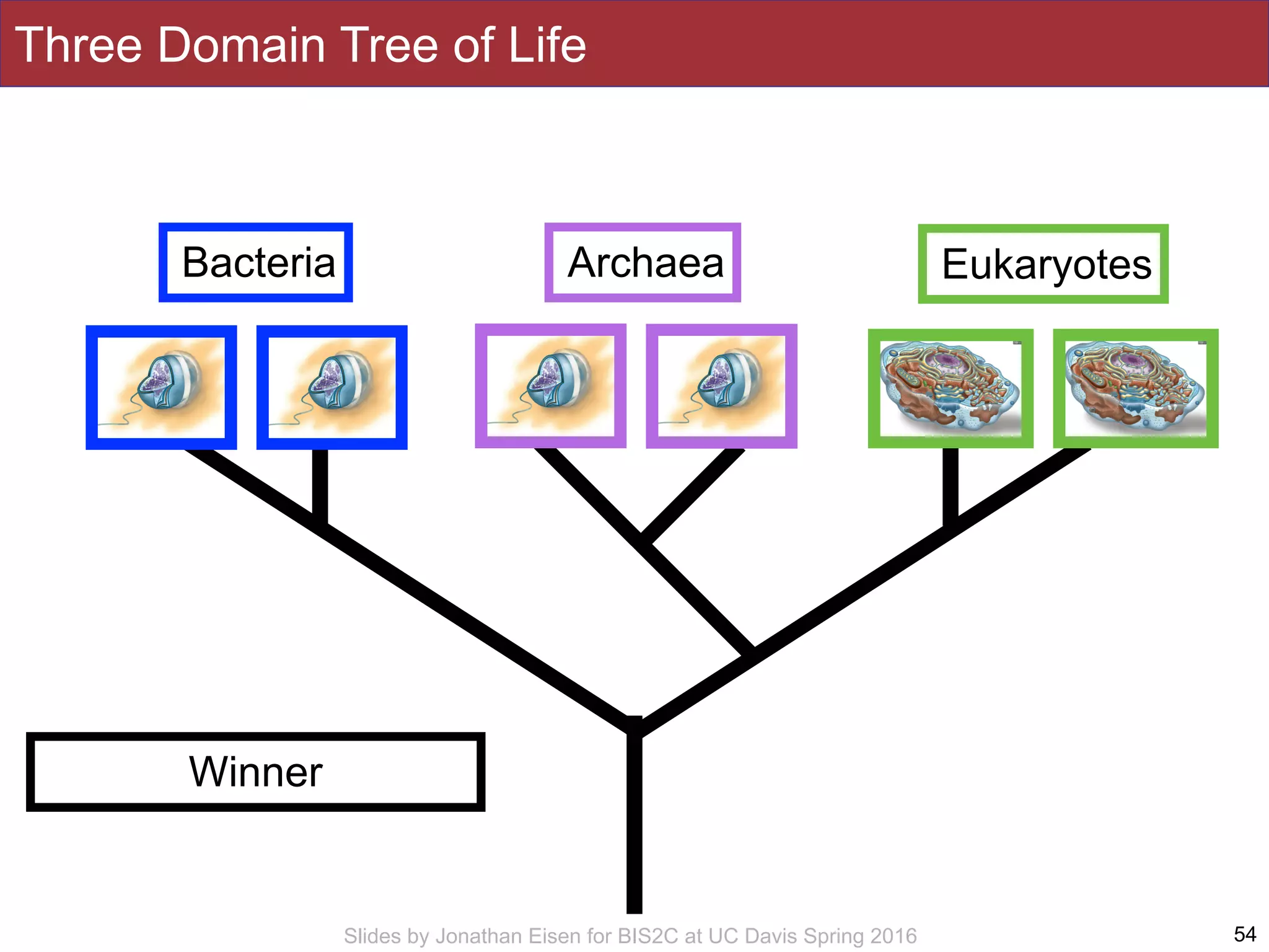 Slides by Jonathan Eisen for BIS2C at UC Davis Spring 2016 54
Bacteria Archaea Eukaryotes
Winner
Three Domain Tree of Life
 