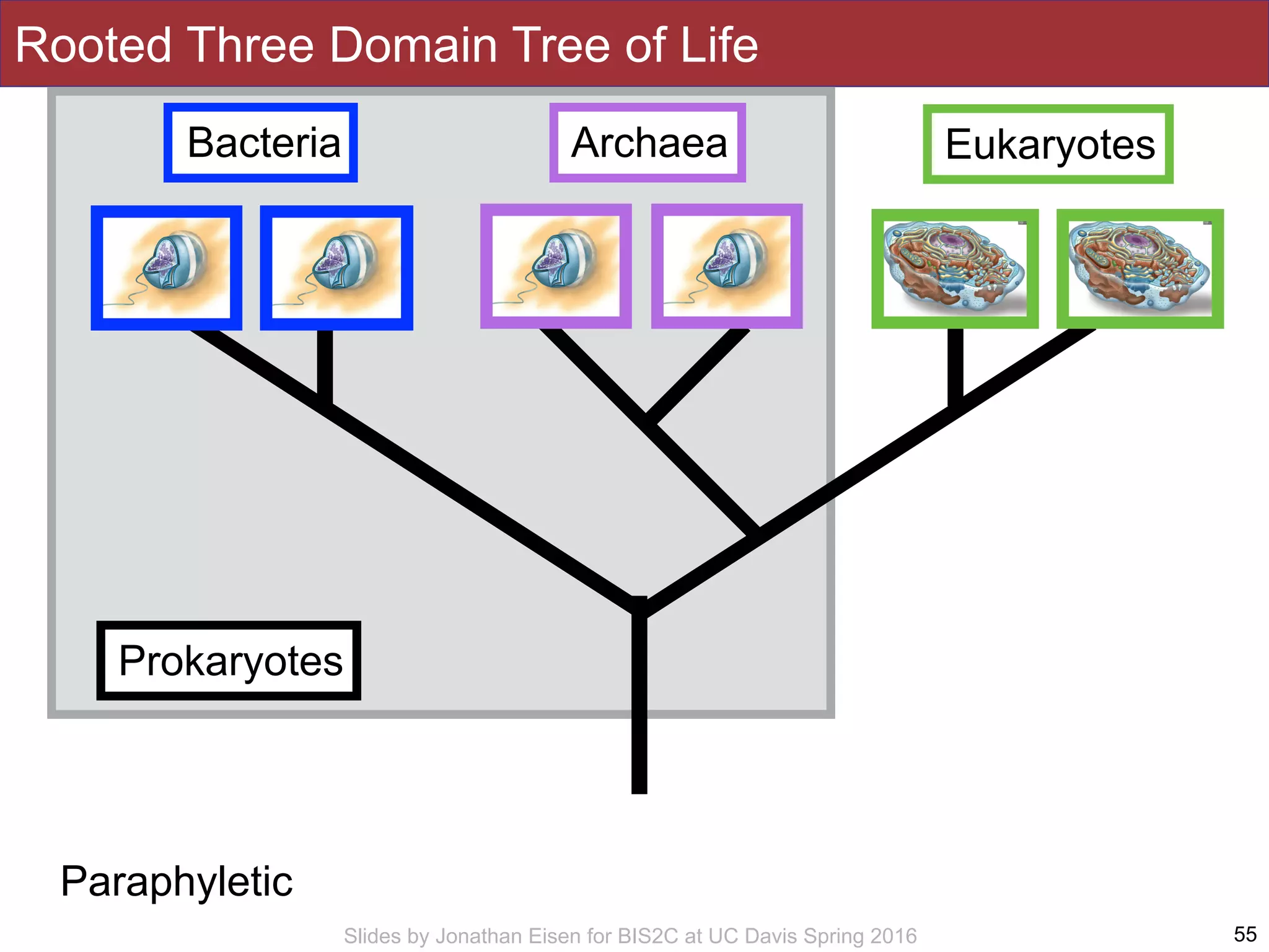 Slides by Jonathan Eisen for BIS2C at UC Davis Spring 2016
Prokaryotes
55
Bacteria Archaea Eukaryotes
Paraphyletic
Rooted Three Domain Tree of Life
 