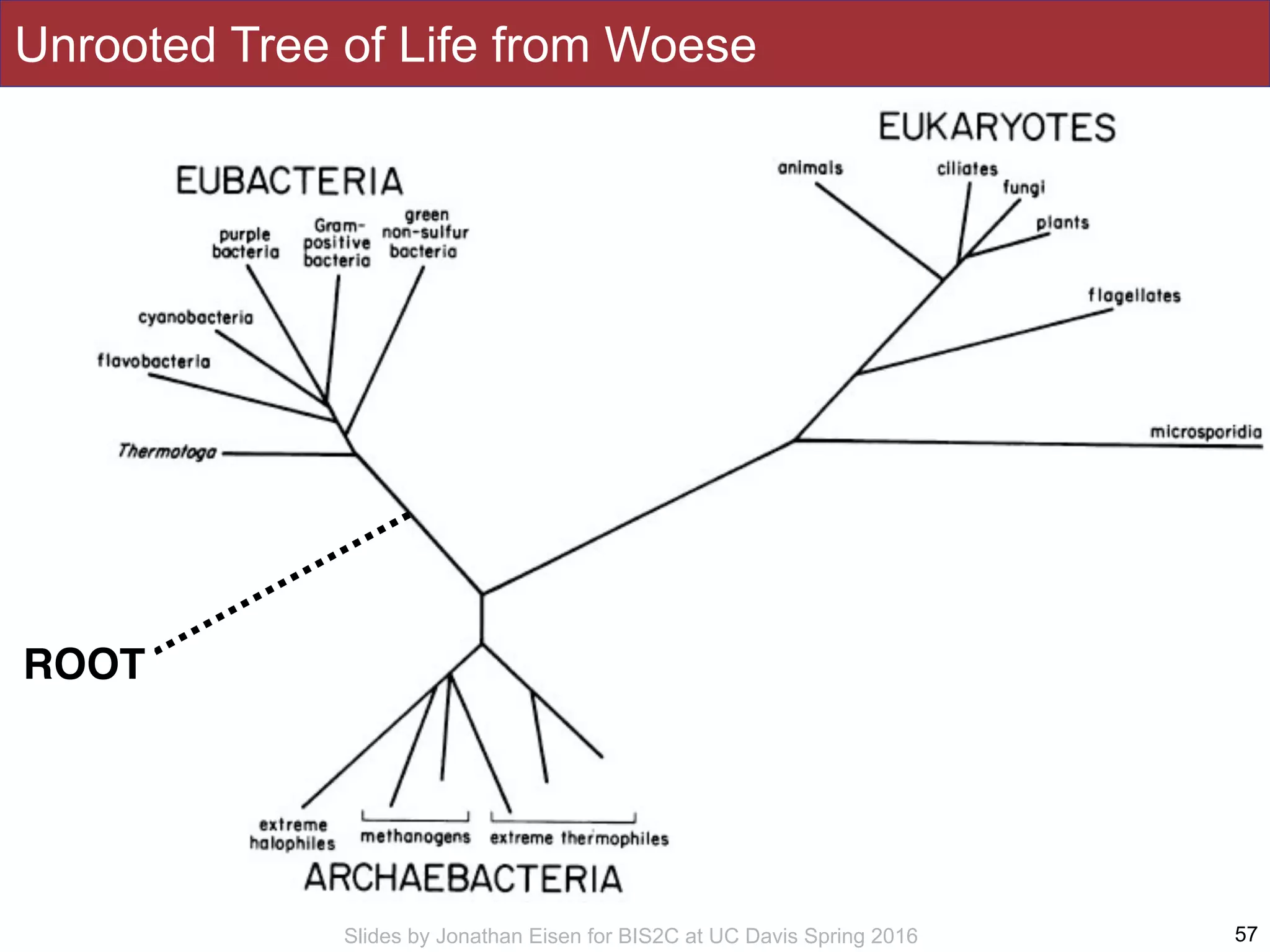 Slides by Jonathan Eisen for BIS2C at UC Davis Spring 2016
Unrooted Tree of Life from Woese
57
ROOT
 