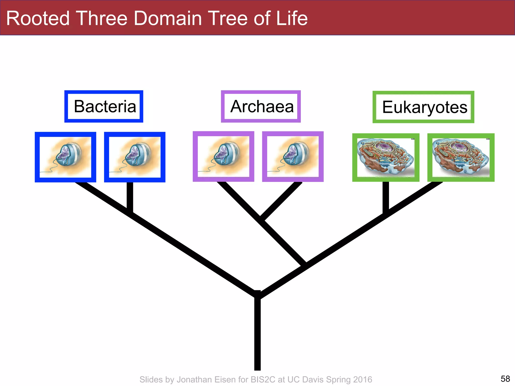 Slides by Jonathan Eisen for BIS2C at UC Davis Spring 2016 58
Bacteria Archaea Eukaryotes
Rooted Three Domain Tree of Life
 