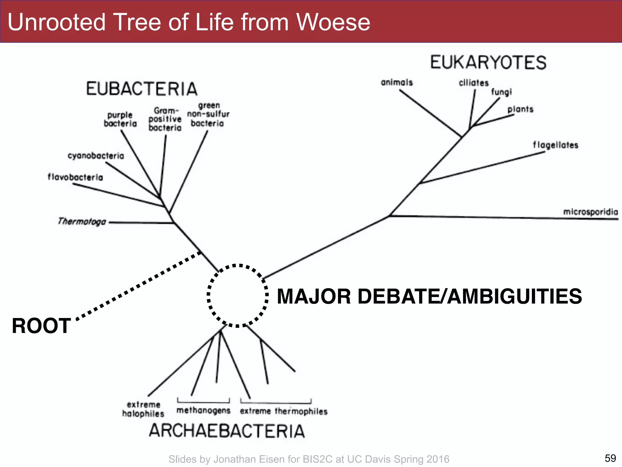 Slides by Jonathan Eisen for BIS2C at UC Davis Spring 2016
Unrooted Tree of Life from Woese
59
ROOT
MAJOR DEBATE/AMBIGUITIES
 