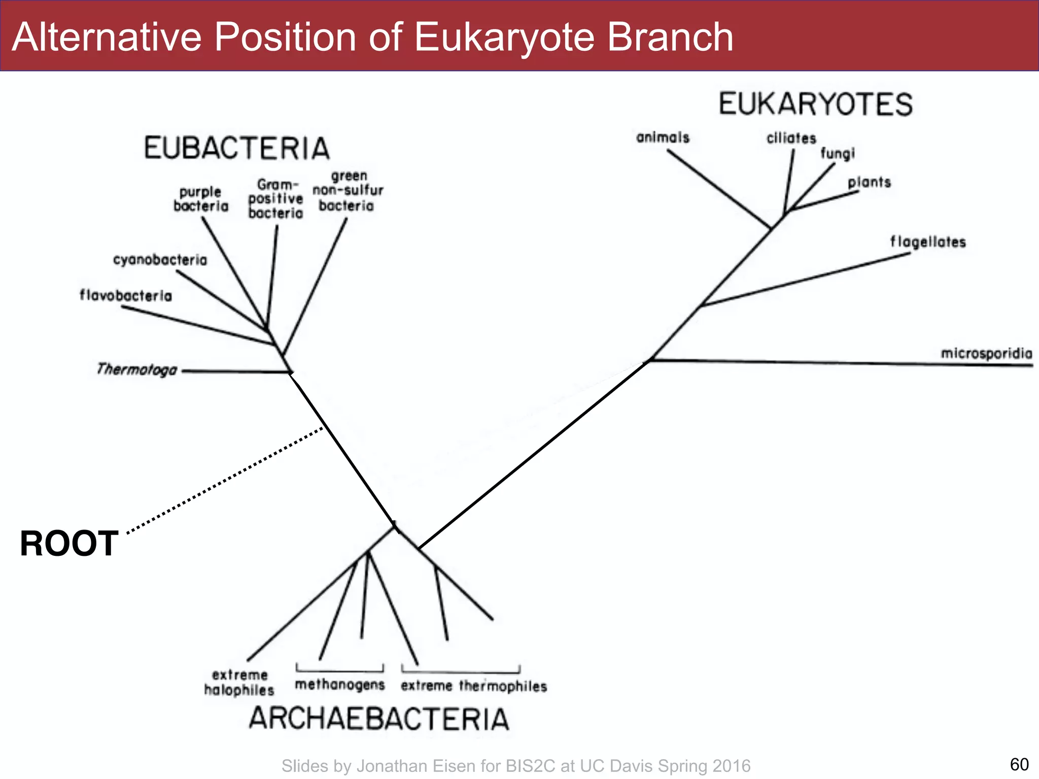 Slides by Jonathan Eisen for BIS2C at UC Davis Spring 2016
Alternative Position of Eukaryote Branch
60
ROOT
 