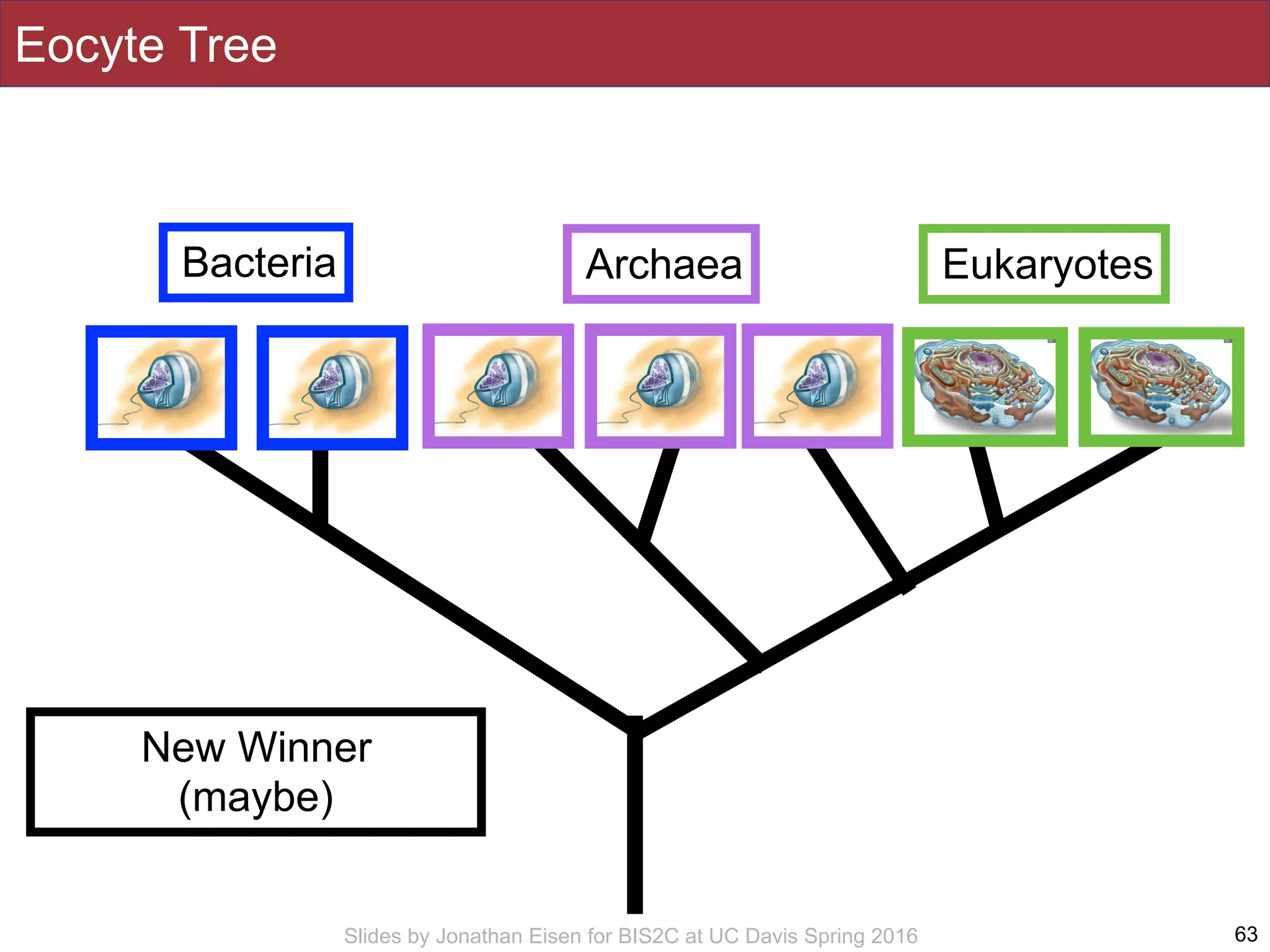 Slides by Jonathan Eisen for BIS2C at UC Davis Spring 2016 63
Bacteria Archaea Eukaryotes
Eocyte Tree
New Winner
(maybe)
 