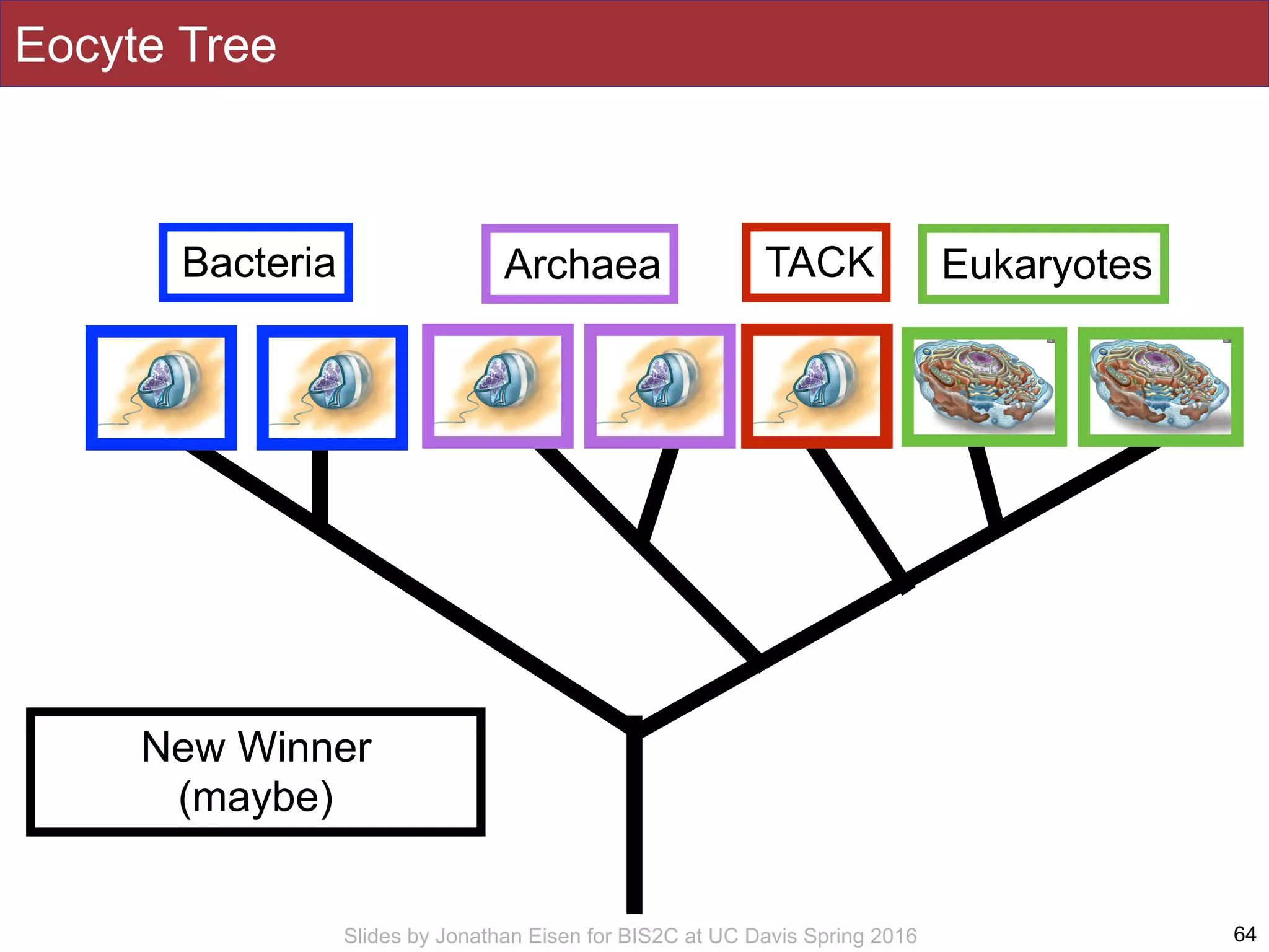 Slides by Jonathan Eisen for BIS2C at UC Davis Spring 2016 64
Bacteria Archaea Eukaryotes
Eocyte Tree
TACK
New Winner
(maybe)
 