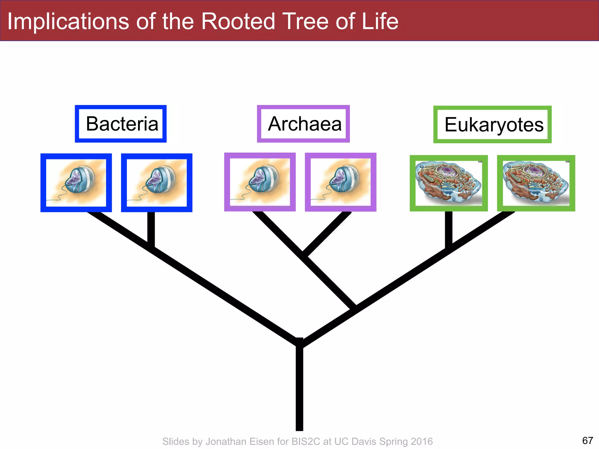 Slides by Jonathan Eisen for BIS2C at UC Davis Spring 2016 67
Bacteria Archaea Eukaryotes
Implications of the Rooted Tree of Life
 