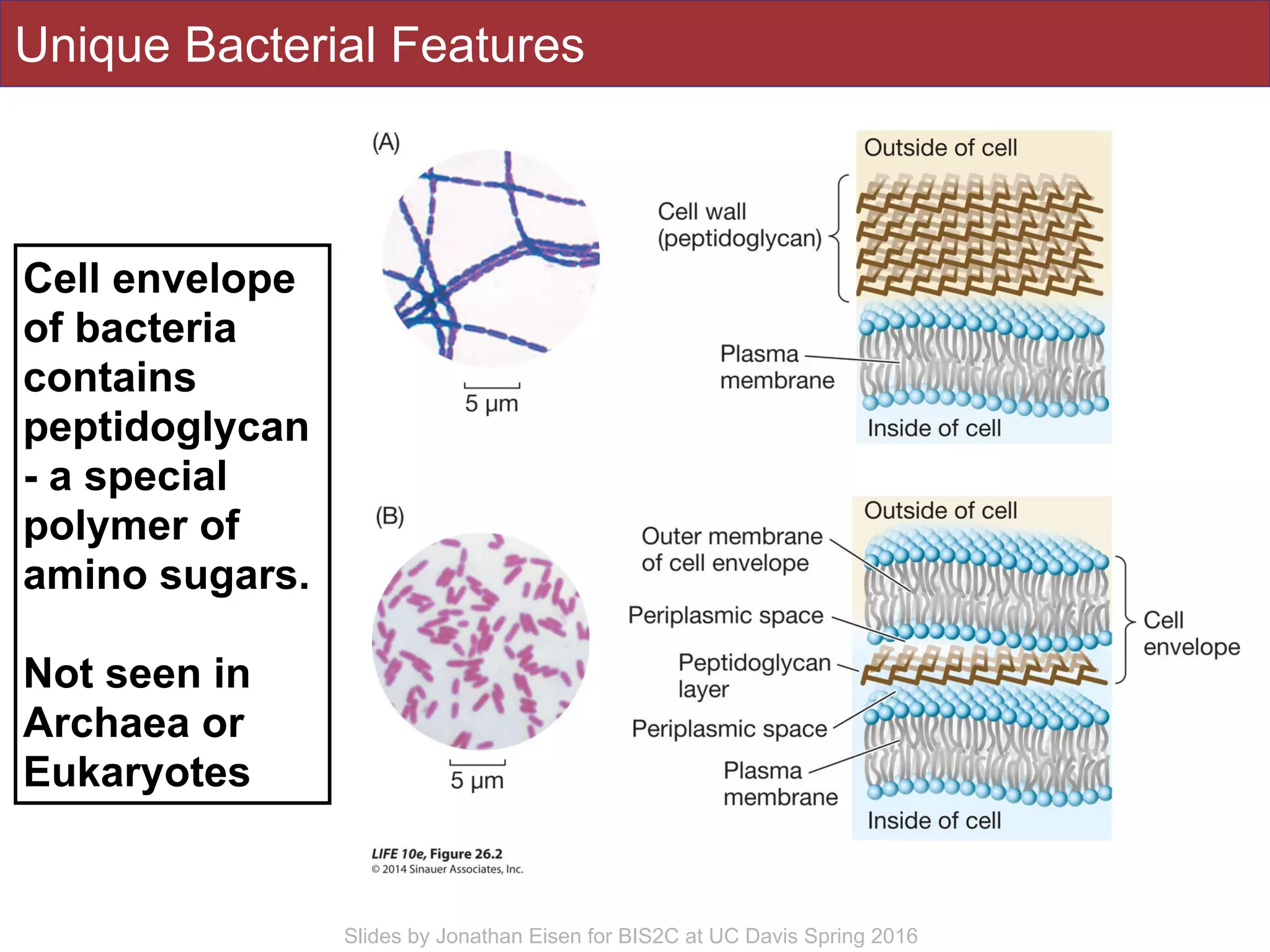 Slides by Jonathan Eisen for BIS2C at UC Davis Spring 2016
Unique Bacterial Features
Cell envelope
of bacteria
contains
peptidoglycan
- a special
polymer of
amino sugars.
Not seen in
Archaea or
Eukaryotes
 