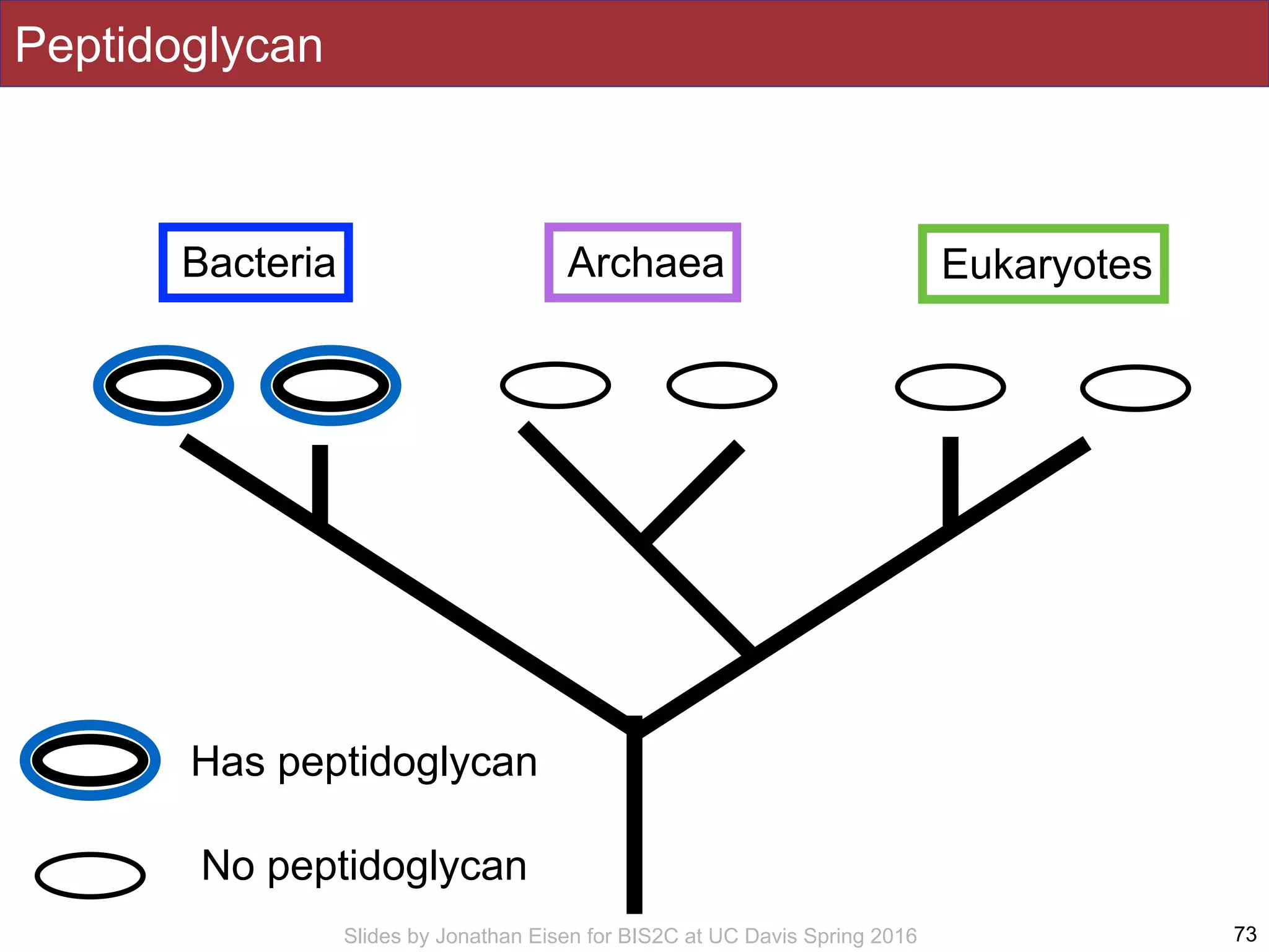 Slides by Jonathan Eisen for BIS2C at UC Davis Spring 2016 73
Bacteria Archaea Eukaryotes
Peptidoglycan
Has peptidoglycan
No peptidoglycan
 