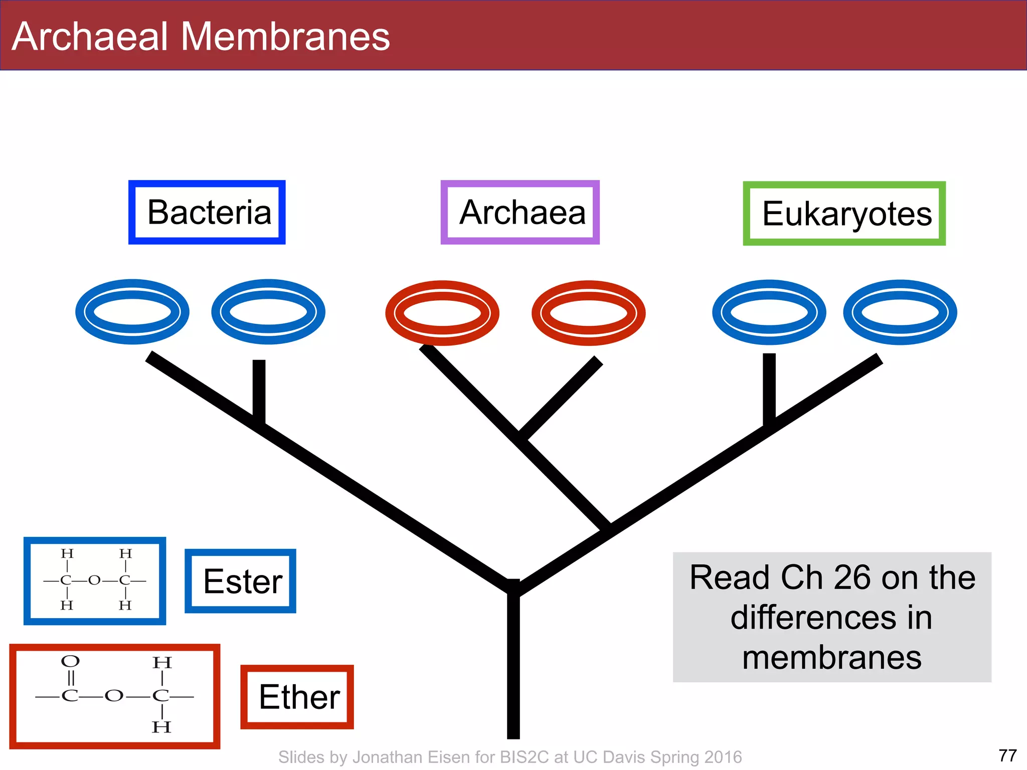 Slides by Jonathan Eisen for BIS2C at UC Davis Spring 2016 77
Bacteria Archaea Eukaryotes
Archaeal Membranes
Ester
Ether
Read Ch 26 on the
differences in
membranes
 