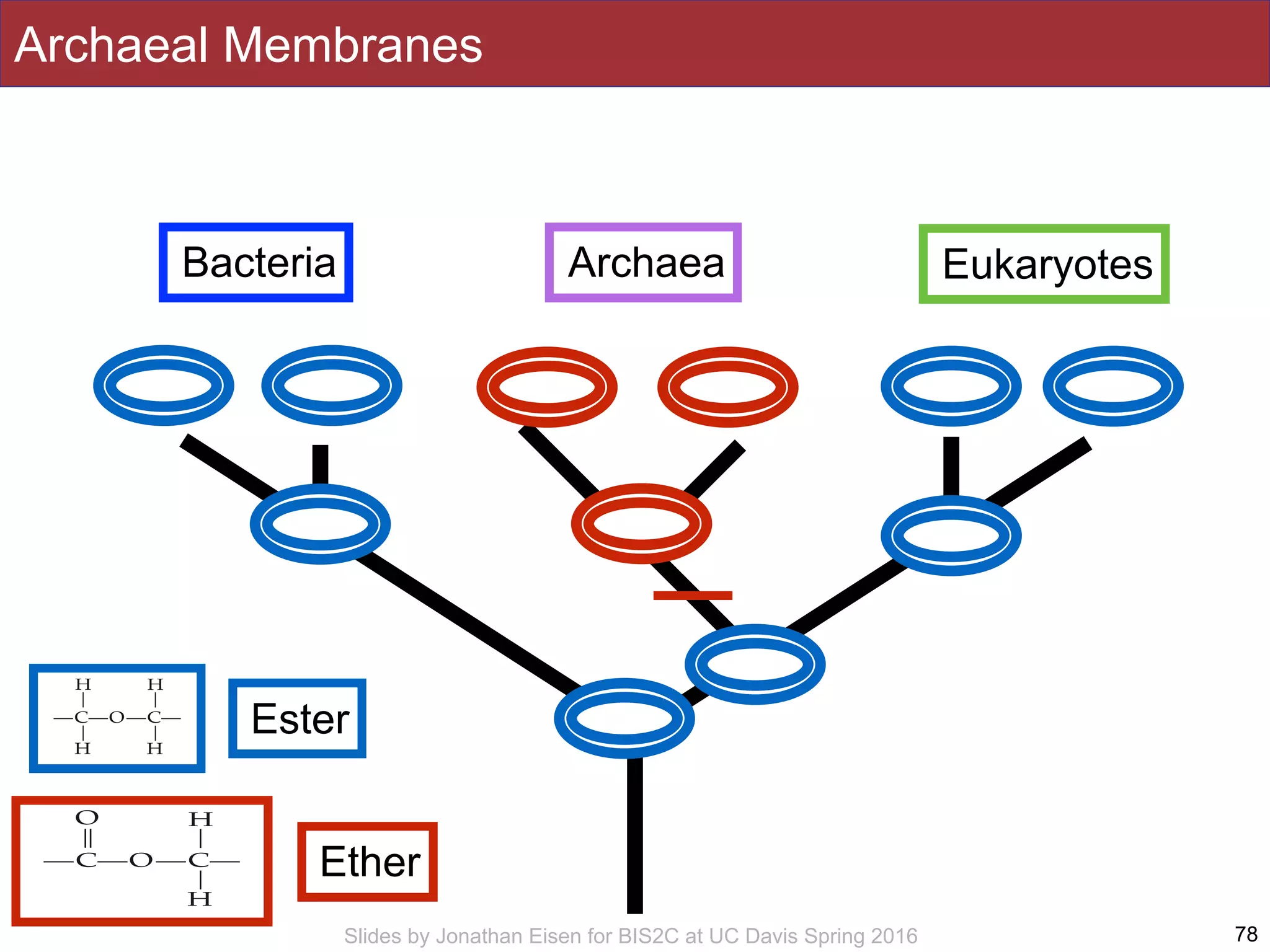 Slides by Jonathan Eisen for BIS2C at UC Davis Spring 2016 78
Bacteria Archaea Eukaryotes
Ester
Ether
Archaeal Membranes
 