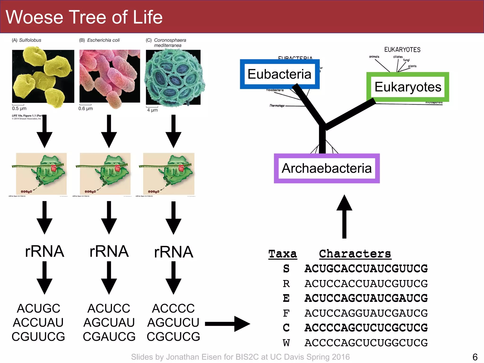 Slides by Jonathan Eisen for BIS2C at UC Davis Spring 2016
Woese Tree of Life
6
rRNA rRNArRNA
ACUGC
ACCUAU
CGUUCG
ACUCC
AGCUAU
CGAUCG
ACCCC
AGCUCU
CGCUCG
Taxa Characters
S ACUGCACCUAUCGUUCG
R ACUCCACCUAUCGUUCG
E ACUCCAGCUAUCGAUCG
F ACUCCAGGUAUCGAUCG
C ACCCCAGCUCUCGCUCG
W ACCCCAGCUCUGGCUCG
Taxa Characters
S ACUGCACCUAUCGUUCG
E ACUCCAGCUAUCGAUCG
C ACCCCAGCUCUCGCUCG
Eukaryotes
Eubacteria
Archaebacteria
 