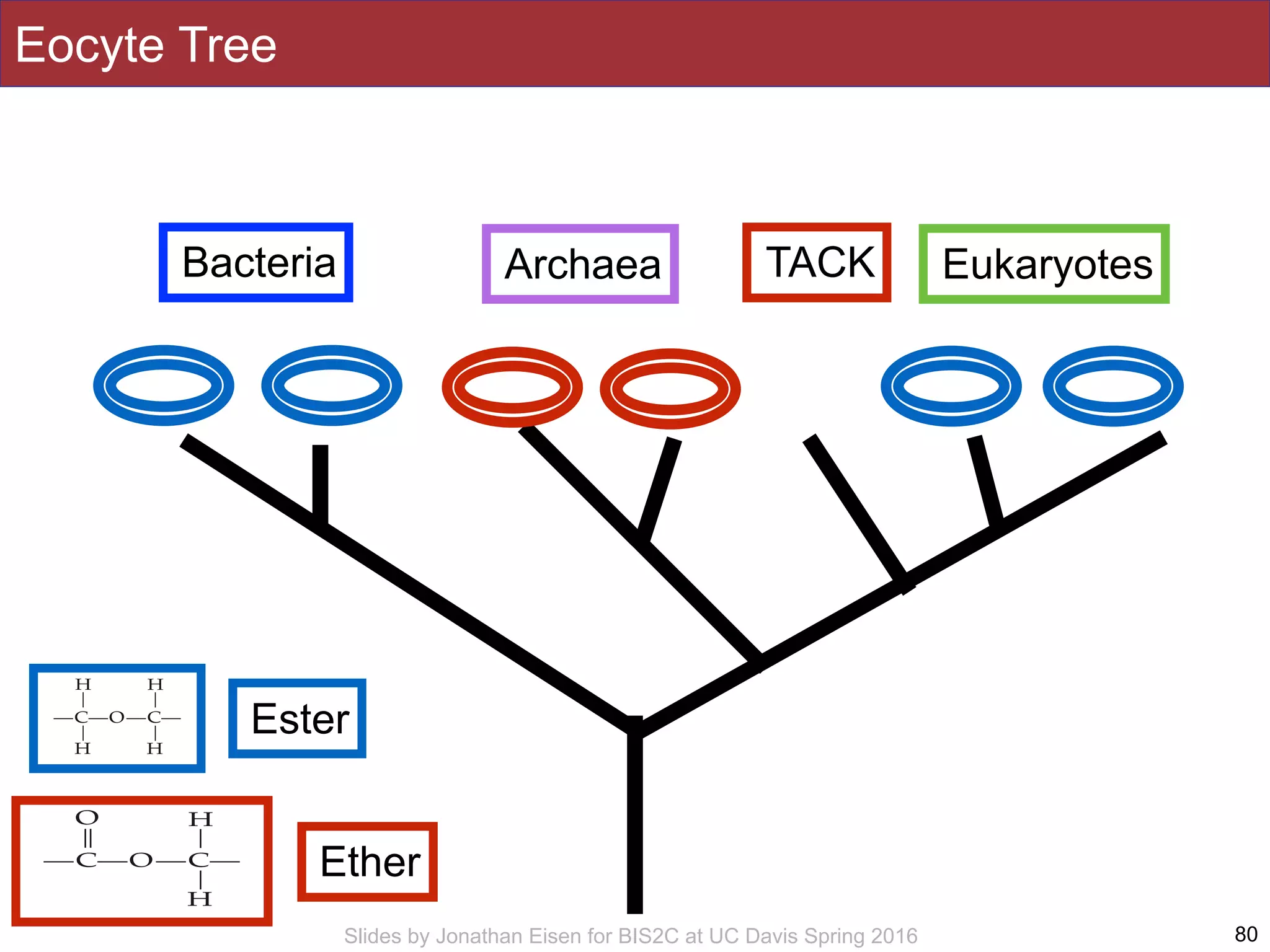 Slides by Jonathan Eisen for BIS2C at UC Davis Spring 2016 80
Bacteria Archaea Eukaryotes
Eocyte Tree
TACK
Ester
Ether
 