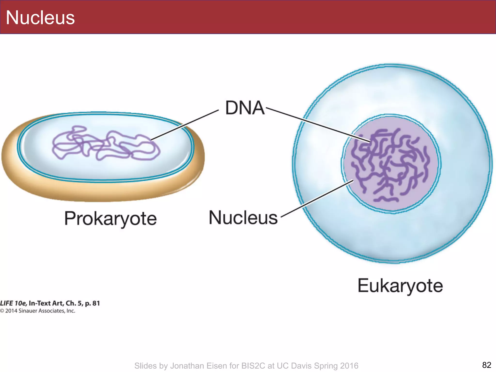 Slides by Jonathan Eisen for BIS2C at UC Davis Spring 2016
Nucleus
82
 