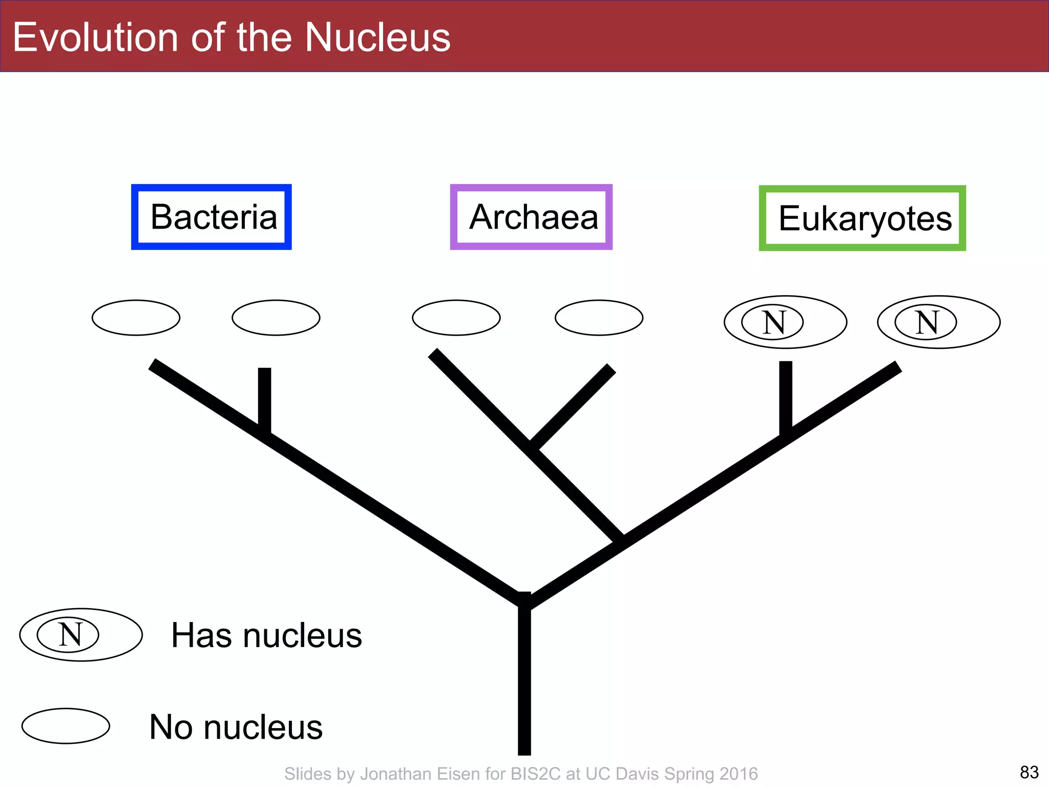 Slides by Jonathan Eisen for BIS2C at UC Davis Spring 2016 83
Bacteria Archaea Eukaryotes
N N
N Has nucleus
No nucleus
Evolution of the Nucleus
 