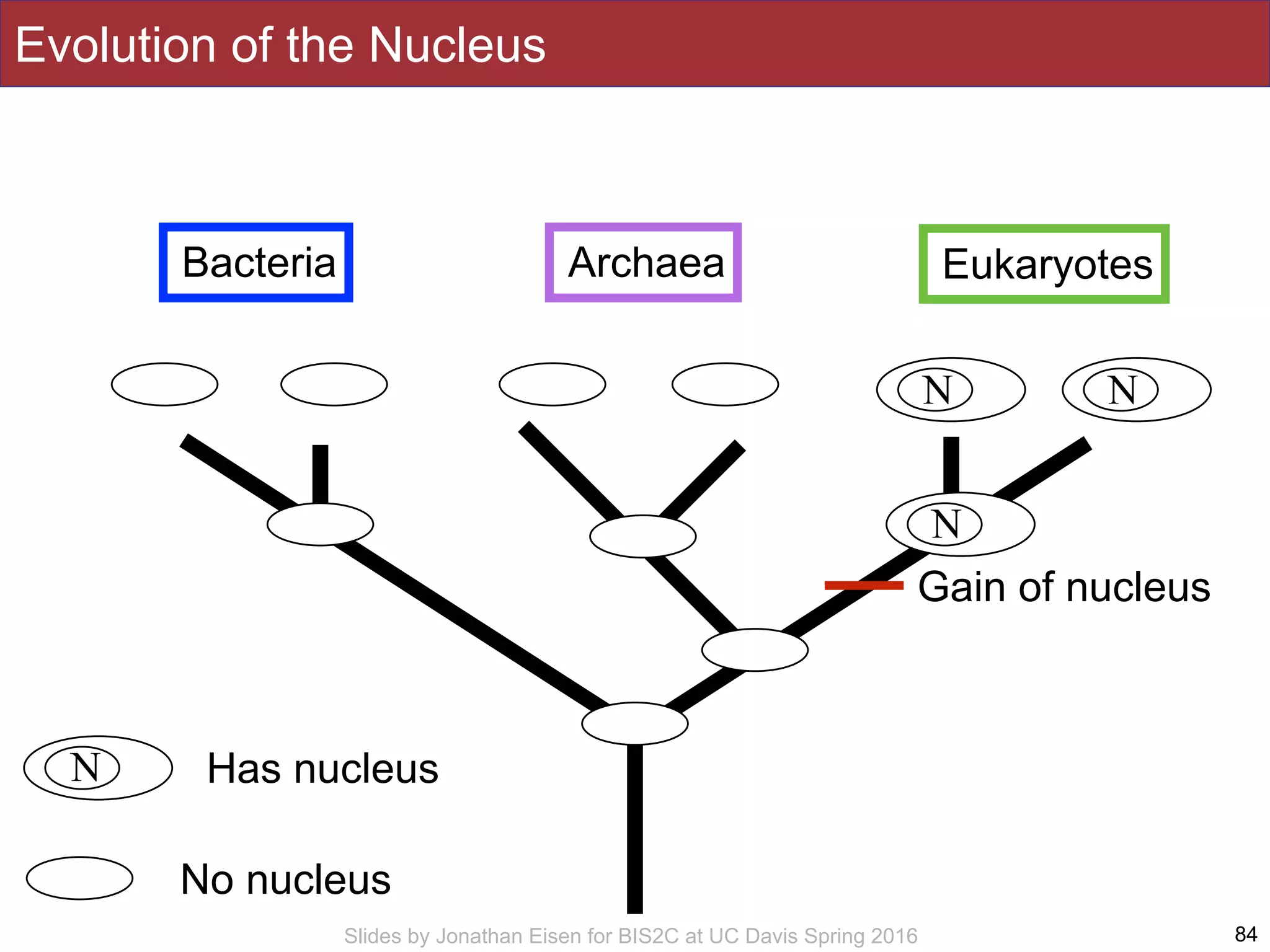 Slides by Jonathan Eisen for BIS2C at UC Davis Spring 2016 84
Bacteria Archaea Eukaryotes
N N
N
N Has nucleus
No nucleus
Evolution of the Nucleus
Gain of nucleus
 
