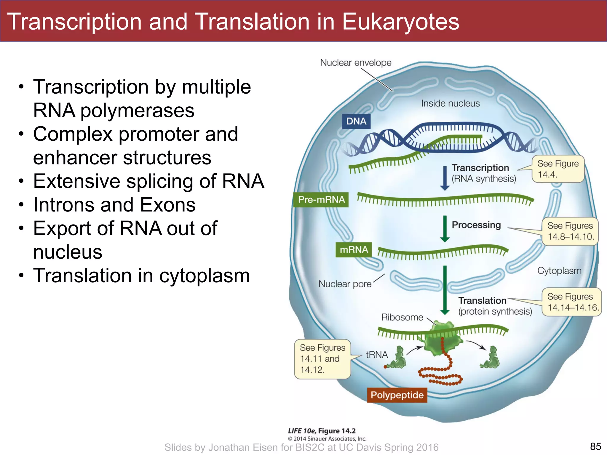 Slides by Jonathan Eisen for BIS2C at UC Davis Spring 2016
Transcription and Translation in Eukaryotes
85
• Transcription by multiple 
RNA polymerases
• Complex promoter and
enhancer structures
• Extensive splicing of RNA
• Introns and Exons
• Export of RNA out of
nucleus
• Translation in cytoplasm
 