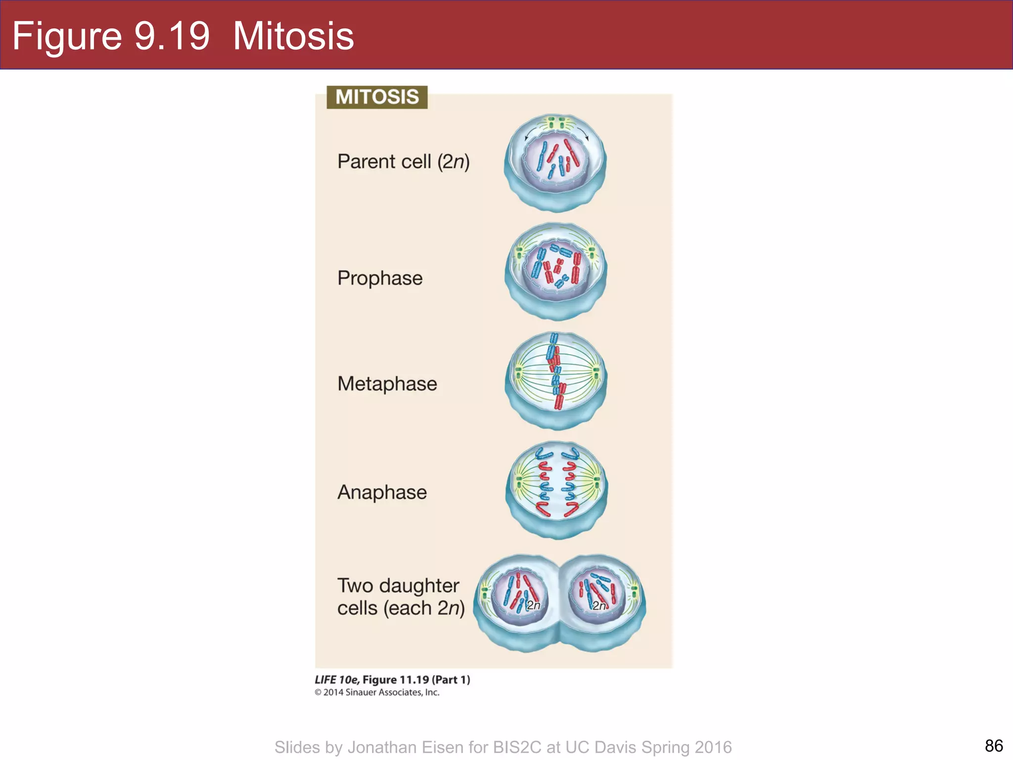 Slides by Jonathan Eisen for BIS2C at UC Davis Spring 2016
Figure 9.19 Mitosis
86
 