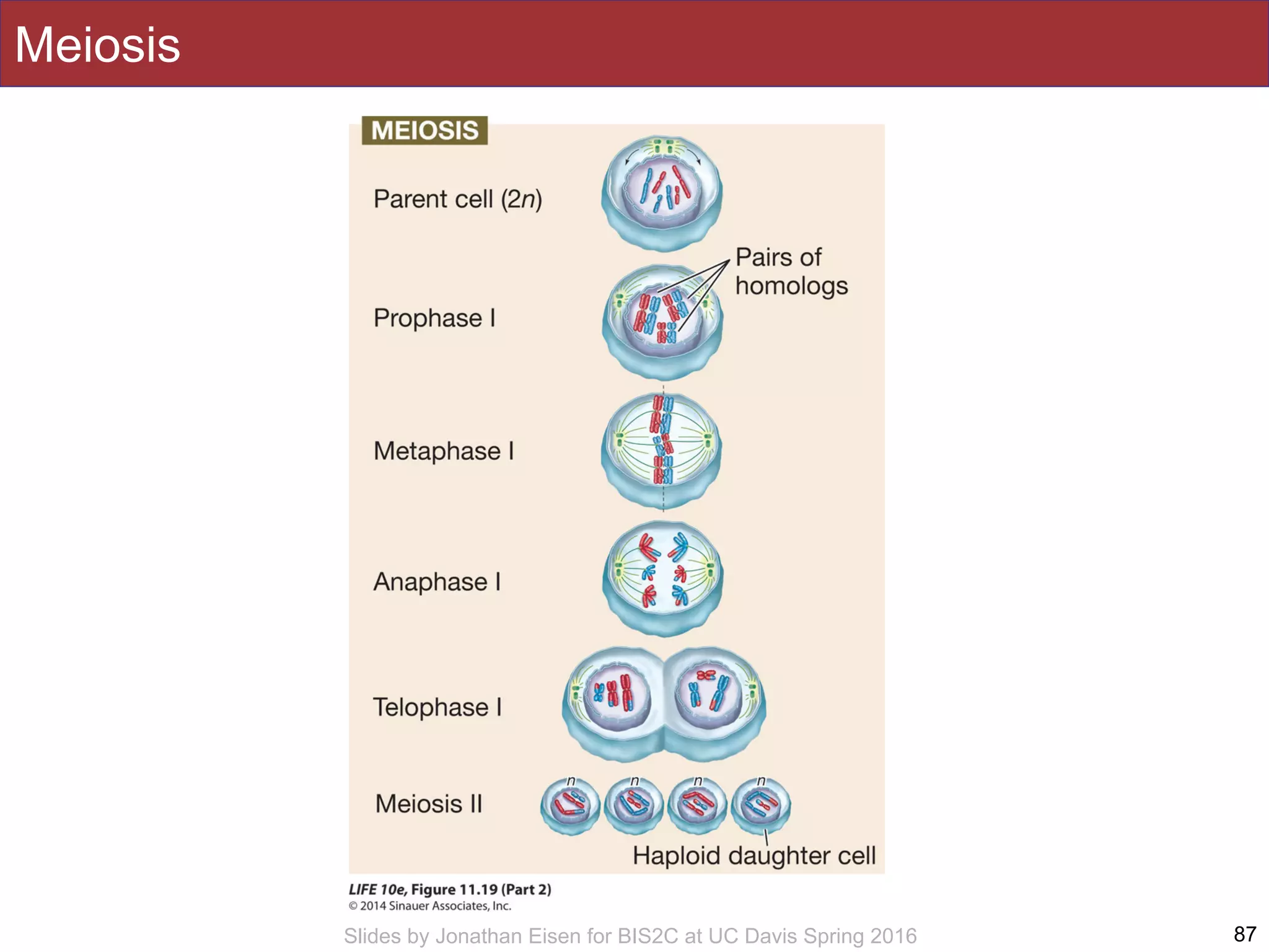 Slides by Jonathan Eisen for BIS2C at UC Davis Spring 2016
Meiosis
87
 