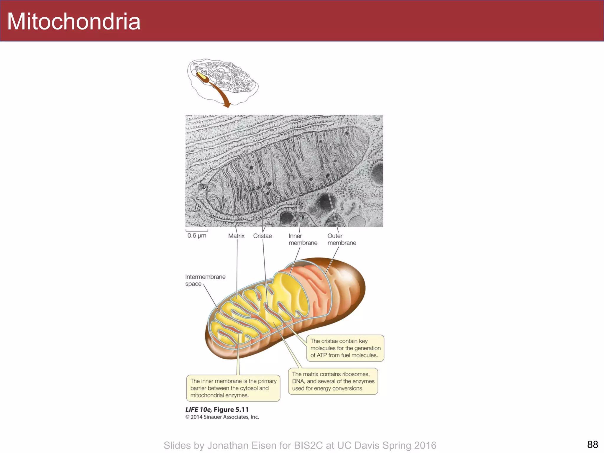 Slides by Jonathan Eisen for BIS2C at UC Davis Spring 2016
Mitochondria
88
 