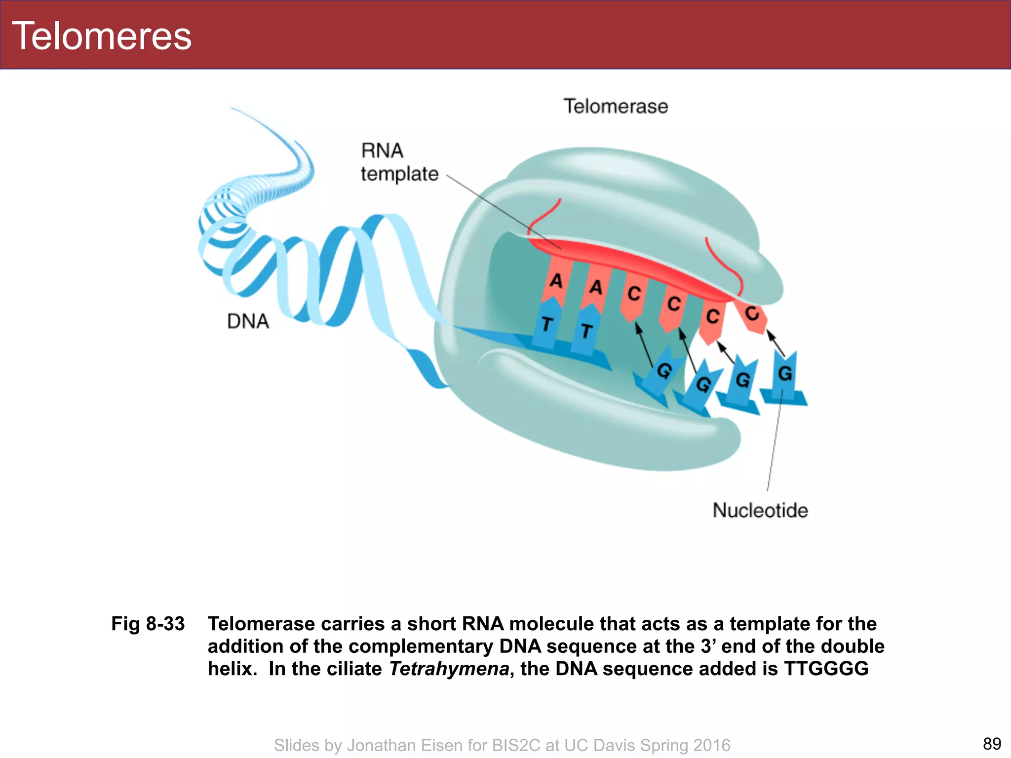 Slides by Jonathan Eisen for BIS2C at UC Davis Spring 2016
Fig 8-33 Telomerase carries a short RNA molecule that acts as a template for the
addition of the complementary DNA sequence at the 3’ end of the double
helix. In the ciliate Tetrahymena, the DNA sequence added is TTGGGG
Telomeres
89
 