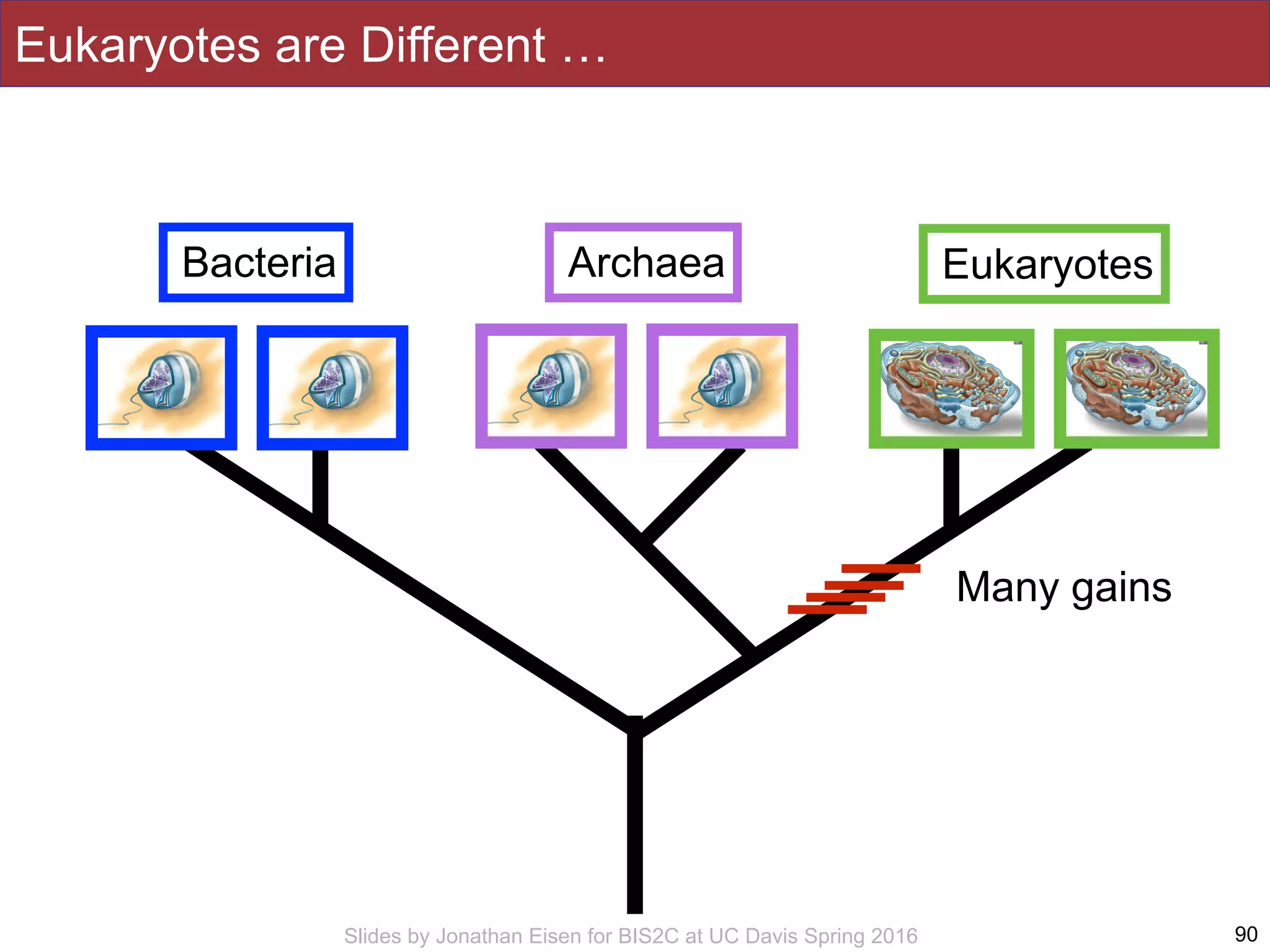 Slides by Jonathan Eisen for BIS2C at UC Davis Spring 2016 90
Bacteria Archaea Eukaryotes
Eukaryotes are Different …
Many gains
 