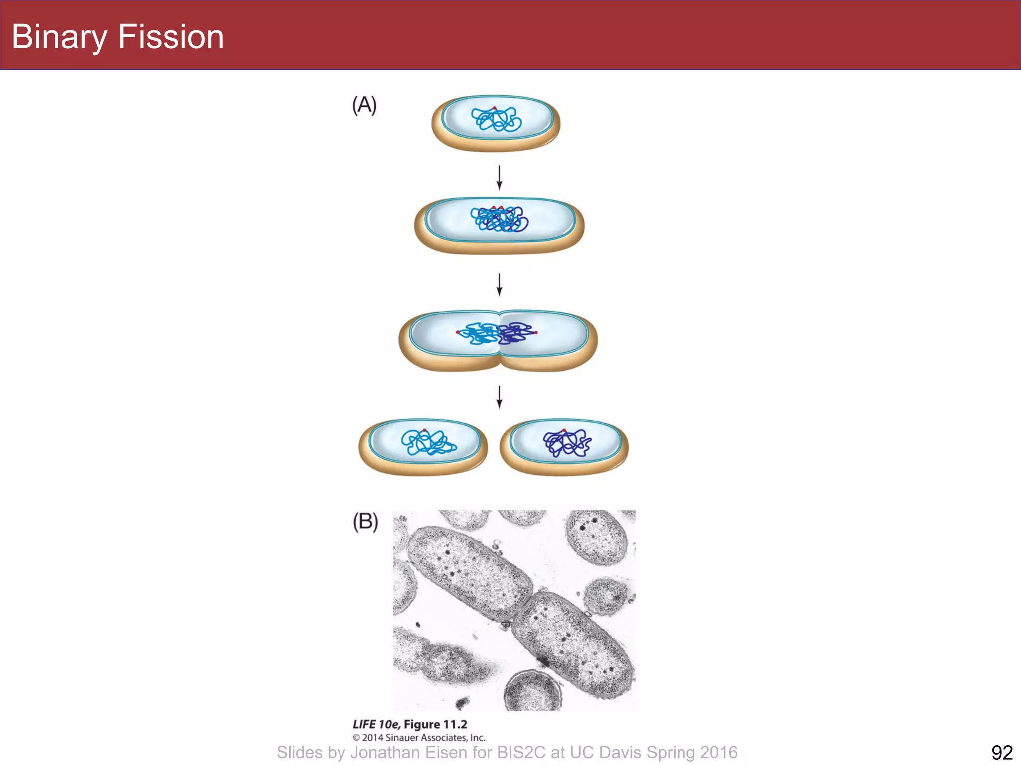 Slides by Jonathan Eisen for BIS2C at UC Davis Spring 2016
Binary Fission
92
 