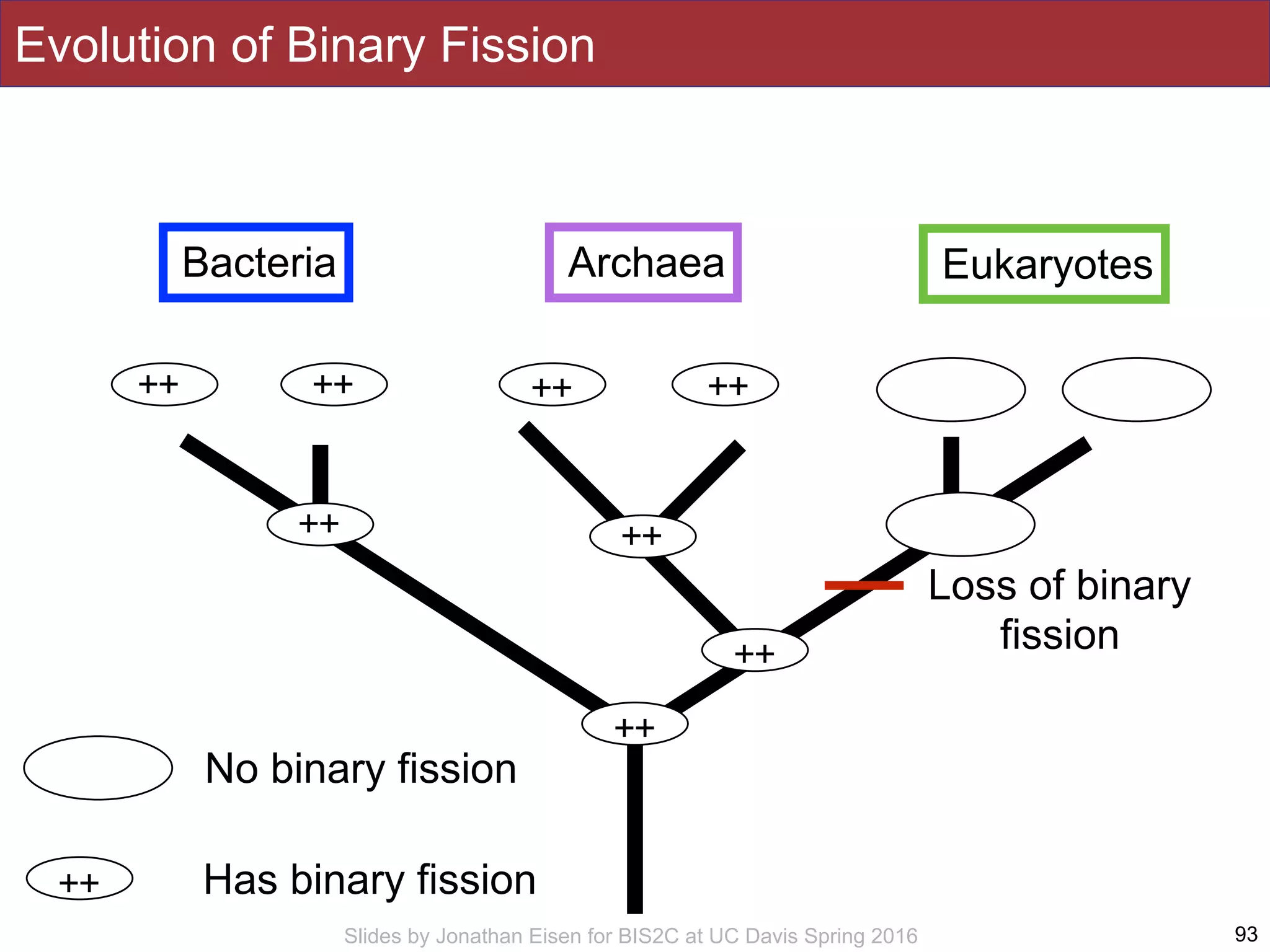 Slides by Jonathan Eisen for BIS2C at UC Davis Spring 2016 93
Bacteria Archaea Eukaryotes
++ ++ ++ ++
Evolution of Binary Fission
No binary fission
Has binary fission++
++ ++
++
++
Loss of binary
fission
 
