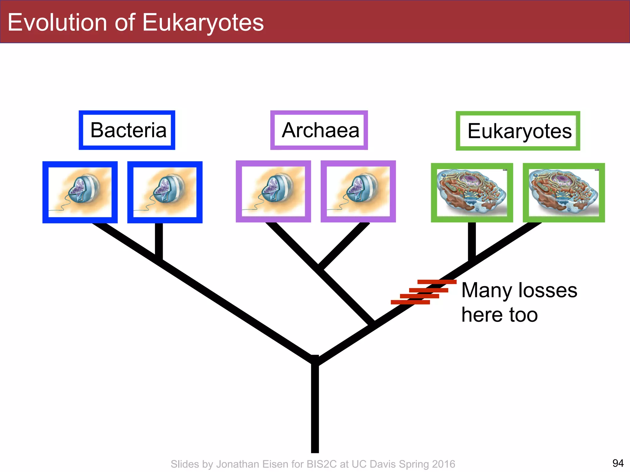 Slides by Jonathan Eisen for BIS2C at UC Davis Spring 2016 94
Bacteria Archaea Eukaryotes
Evolution of Eukaryotes
Many losses
here too
 