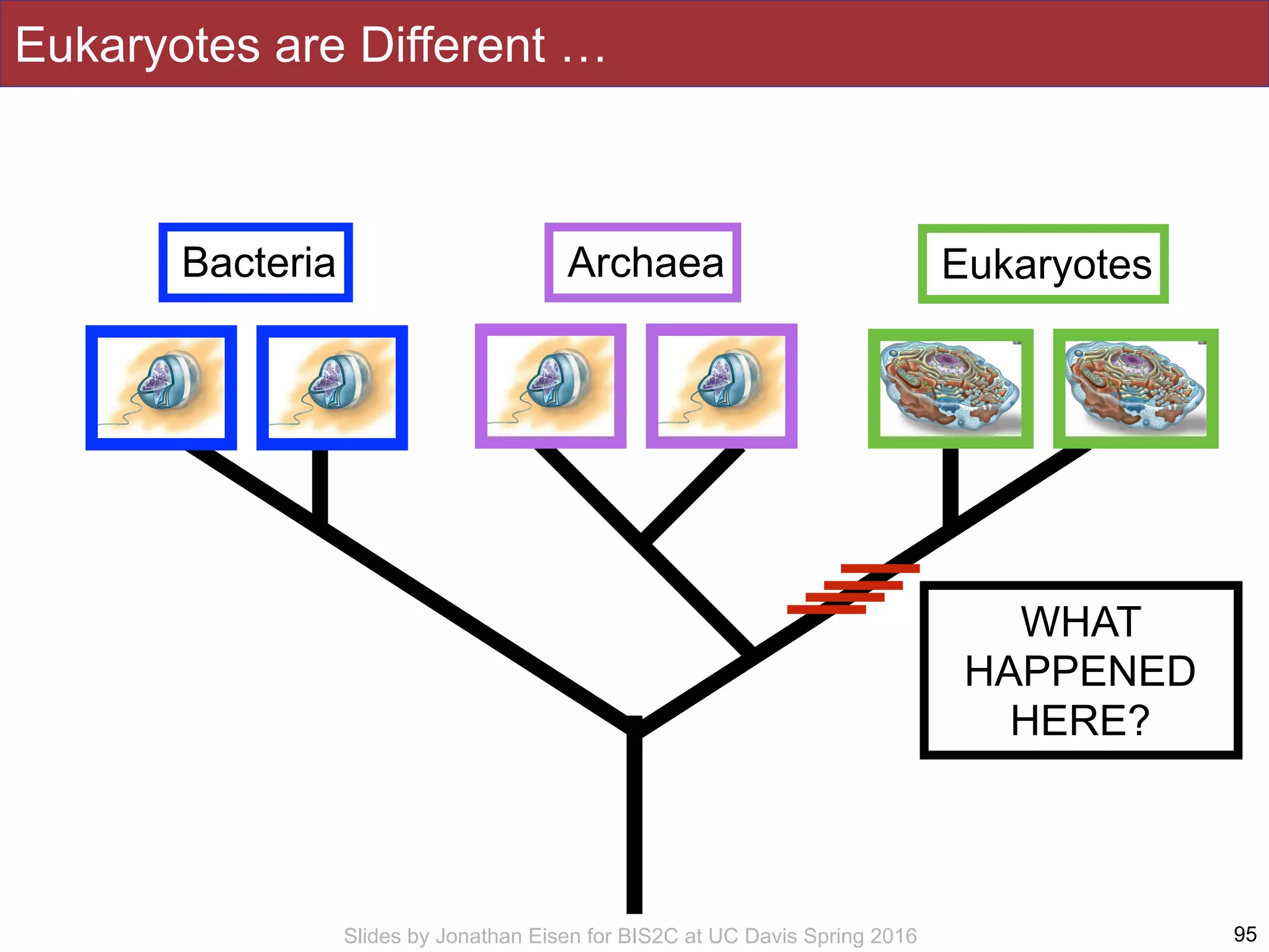 Slides by Jonathan Eisen for BIS2C at UC Davis Spring 2016 95
Bacteria Archaea Eukaryotes
WHAT
HAPPENED
HERE?
Eukaryotes are Different …
 