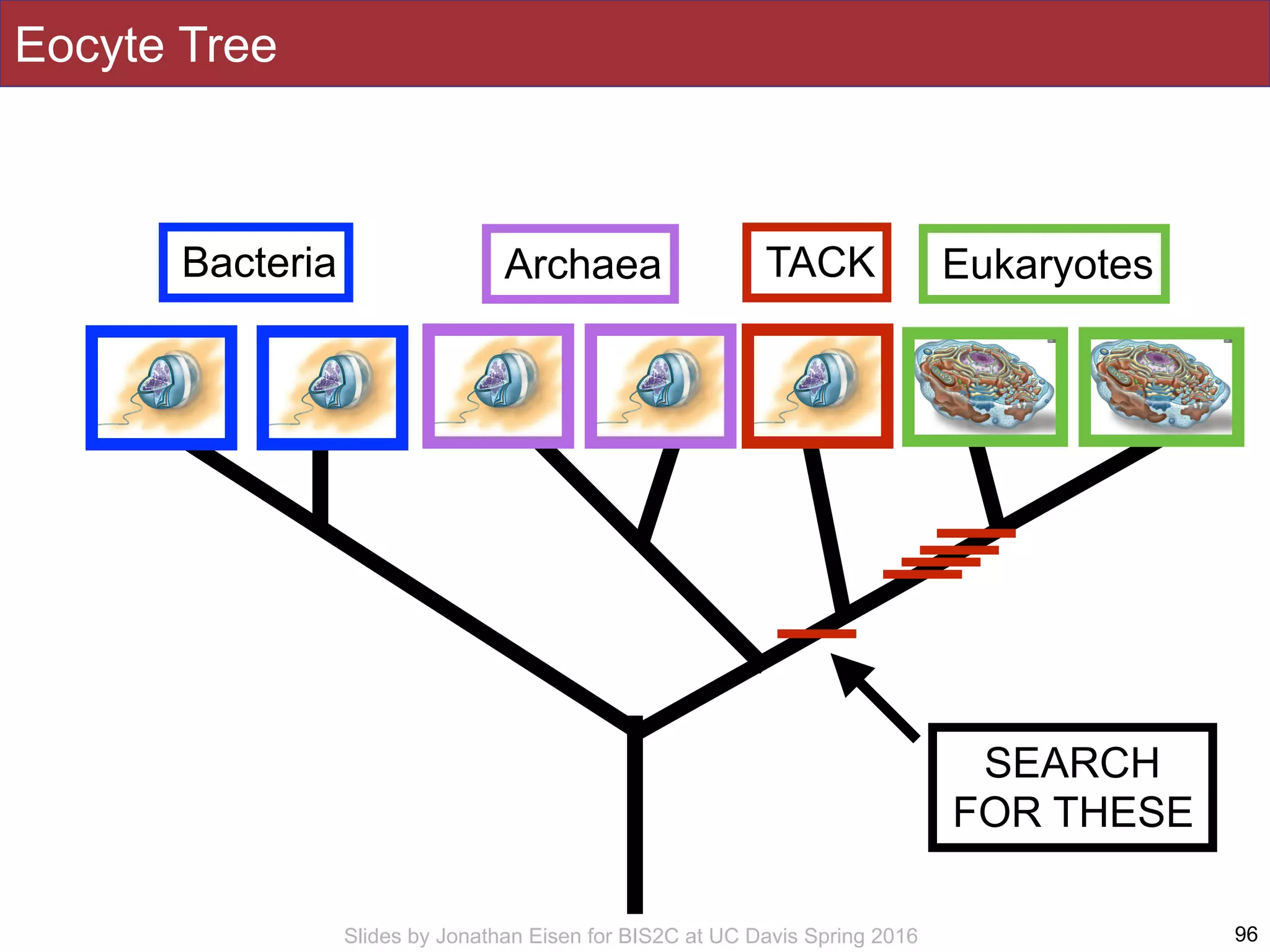Slides by Jonathan Eisen for BIS2C at UC Davis Spring 2016 96
Bacteria Archaea Eukaryotes
Eocyte Tree
SEARCH
FOR THESE
TACK
 
