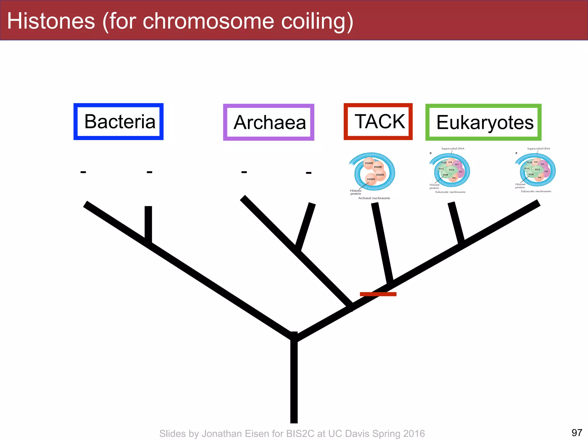 Slides by Jonathan Eisen for BIS2C at UC Davis Spring 2016 97
Bacteria Archaea Eukaryotes
Histones (for chromosome coiling)
TACK
- - - -
 