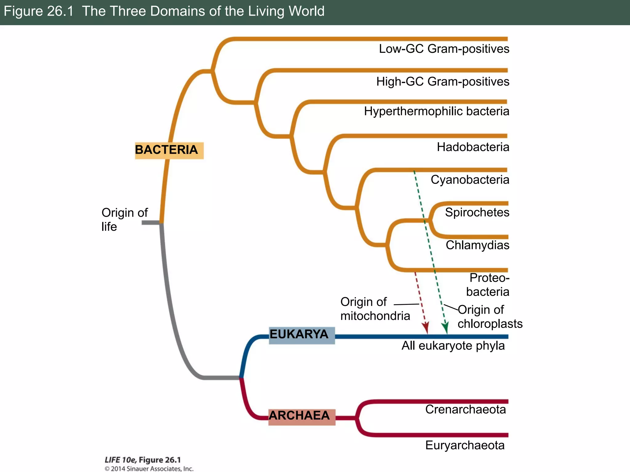 Figure 26.1 The Three Domains of the Living World
Low-GC Gram-positives
Origin of
mitochondria
ARCHAEA
EUKARYA
BACTERIA
Origin of
chloroplasts
Origin of
life
Euryarchaeota
Crenarchaeota
All eukaryote phyla
Proteo-
bacteria
Chlamydias
Spirochetes
Cyanobacteria
Hadobacteria
Hyperthermophilic bacteria
High-GC Gram-positives
 