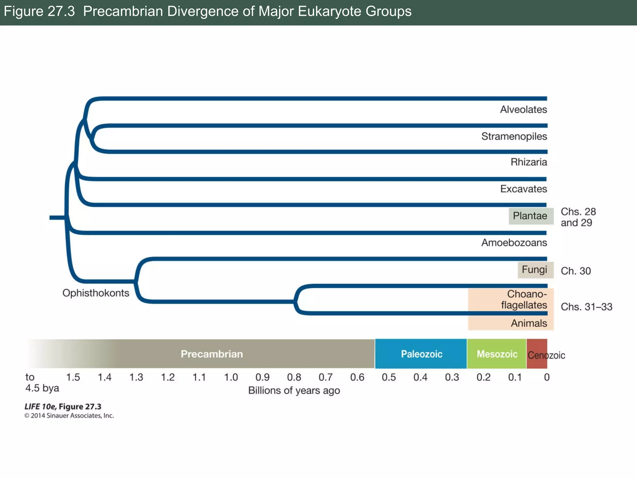 Figure 27.3 Precambrian Divergence of Major Eukaryote Groups
 