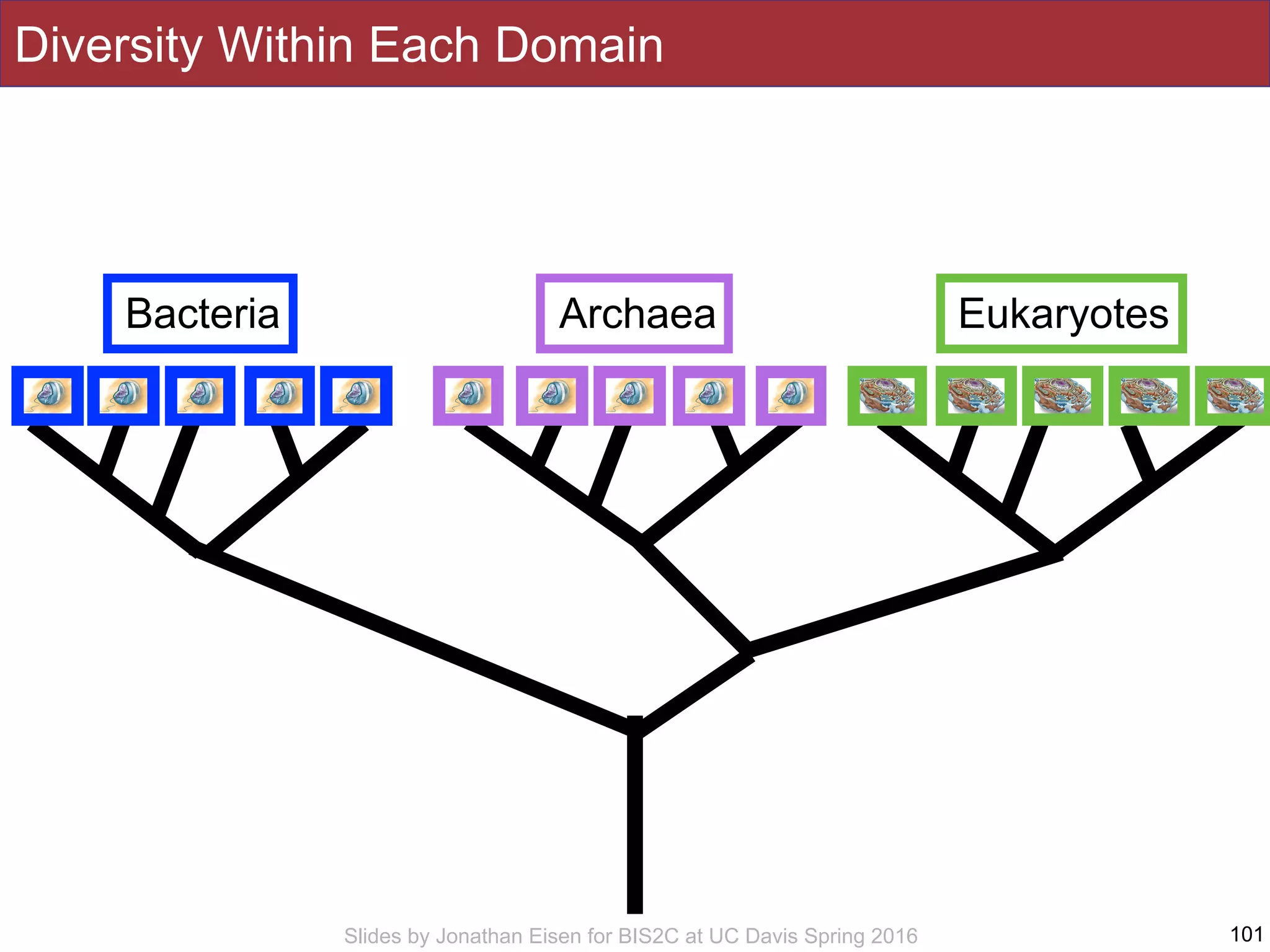 Slides by Jonathan Eisen for BIS2C at UC Davis Spring 2016 101
Bacteria Archaea Eukaryotes
Diversity Within Each Domain
 