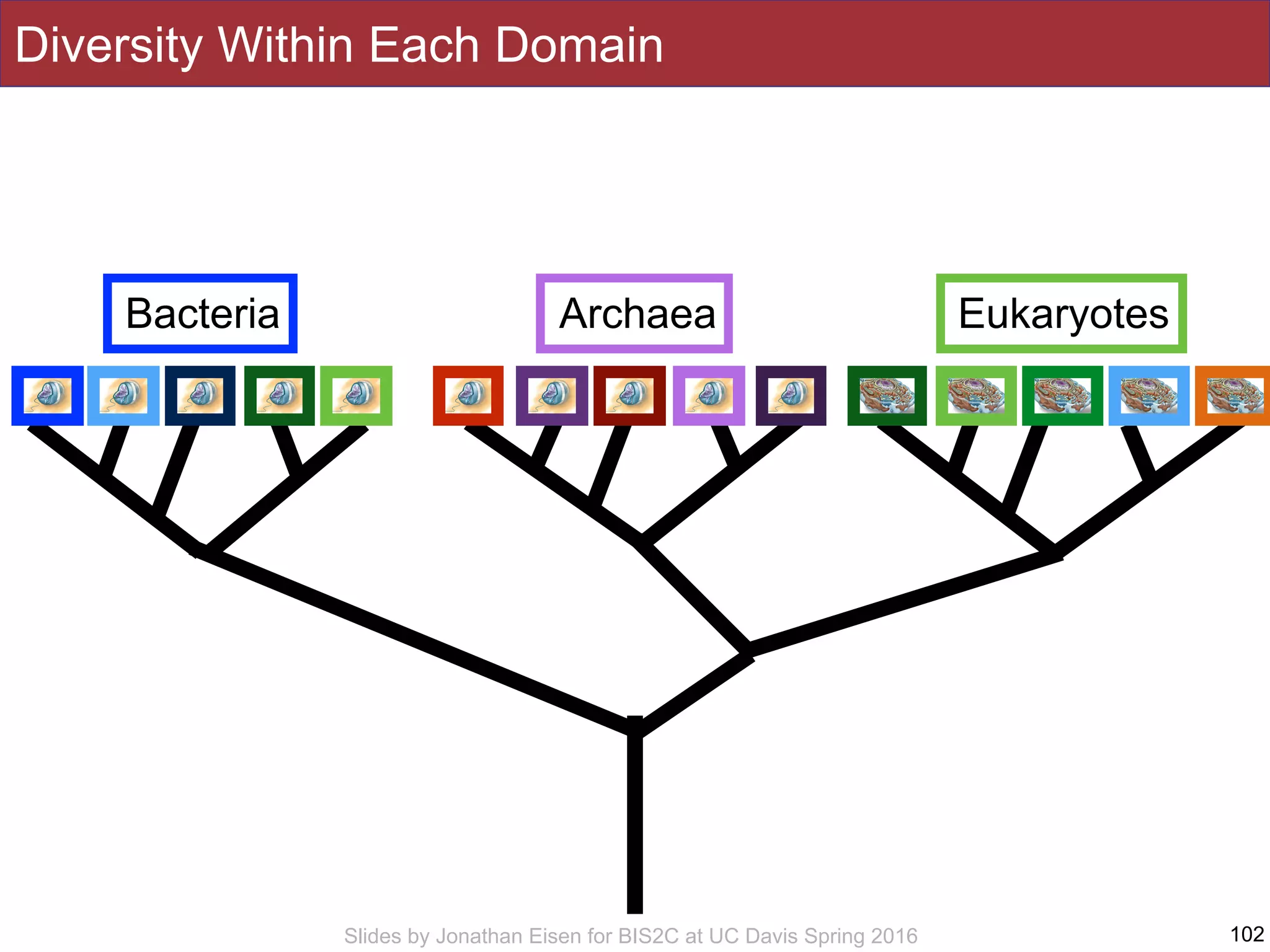 Slides by Jonathan Eisen for BIS2C at UC Davis Spring 2016 102
Bacteria Archaea Eukaryotes
Diversity Within Each Domain
 