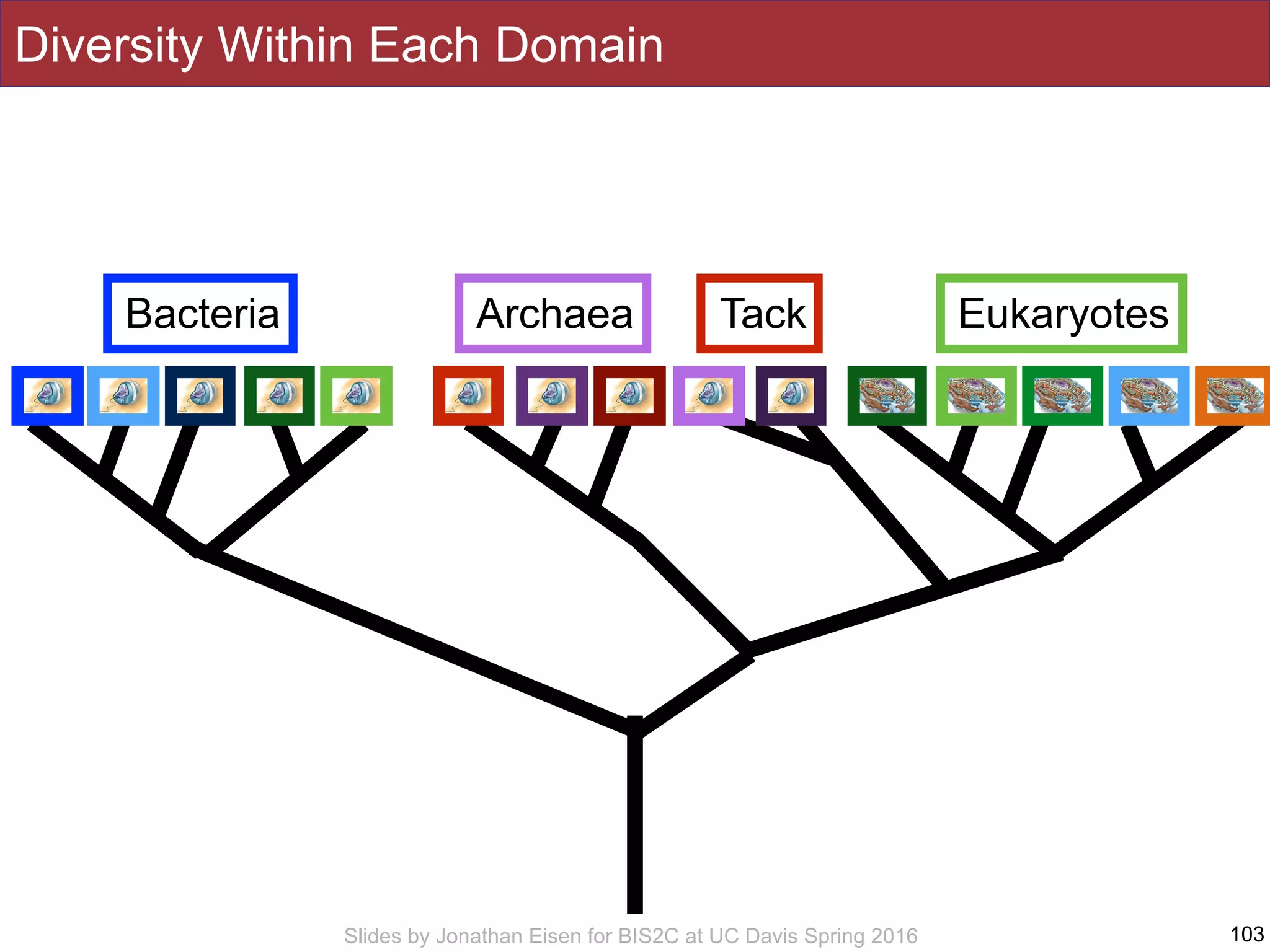 Slides by Jonathan Eisen for BIS2C at UC Davis Spring 2016 103
Bacteria Archaea Eukaryotes
Diversity Within Each Domain
Tack
 