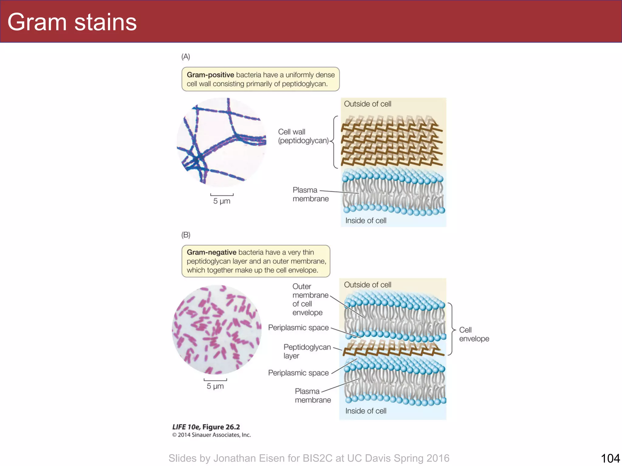 Slides by Jonathan Eisen for BIS2C at UC Davis Spring 2016 104
Gram stains
 