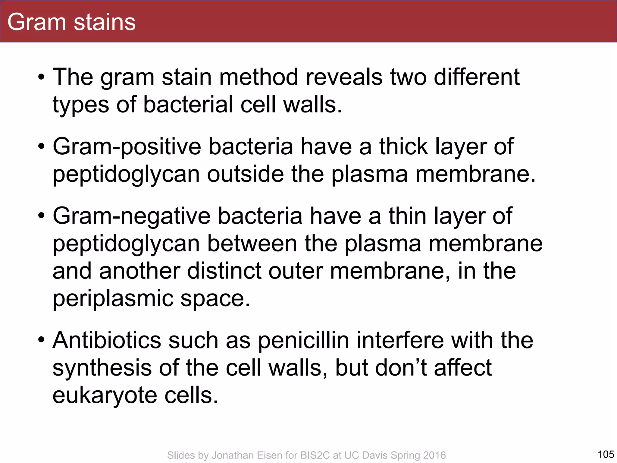 Slides by Jonathan Eisen for BIS2C at UC Davis Spring 2016
Gram stains
• The gram stain method reveals two different
types of bacterial cell walls.
• Gram-positive bacteria have a thick layer of
peptidoglycan outside the plasma membrane.
• Gram-negative bacteria have a thin layer of
peptidoglycan between the plasma membrane
and another distinct outer membrane, in the
periplasmic space.
• Antibiotics such as penicillin interfere with the
synthesis of the cell walls, but don’t affect
eukaryote cells.
105
 